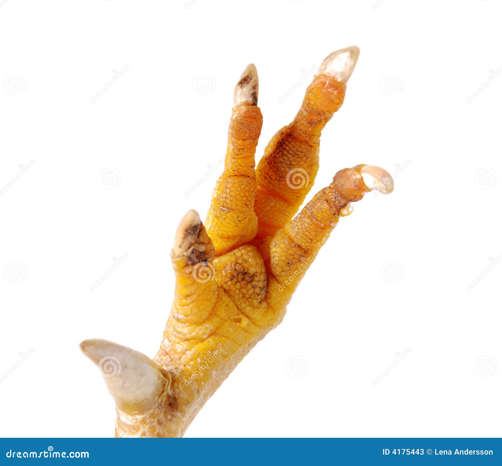 Dirty chicken foot stock image. Image of bird, pattern 4175443