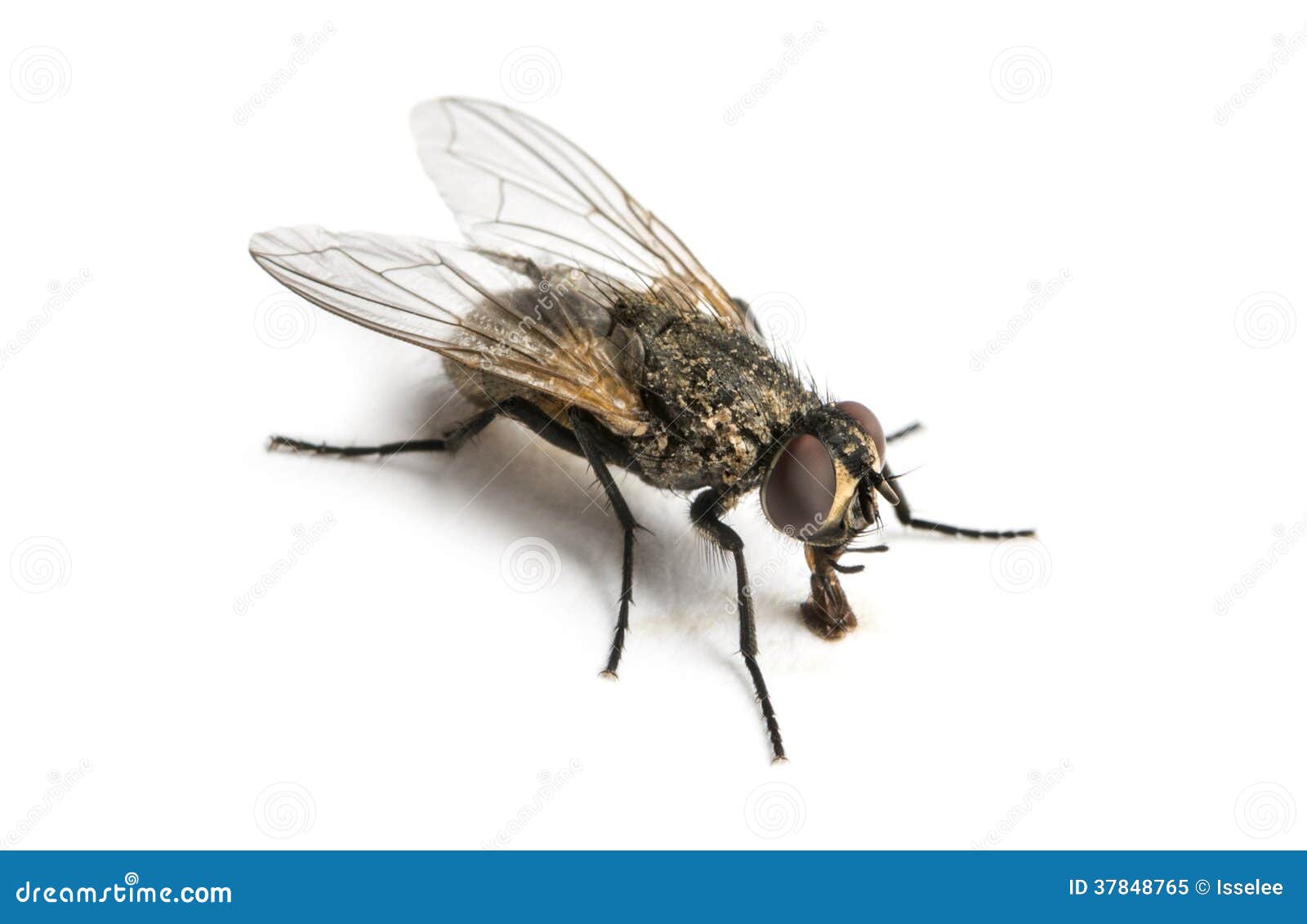 1,885 Common Housefly Stock Photos - Free & Royalty-Free Stock Photos from  Dreamstime