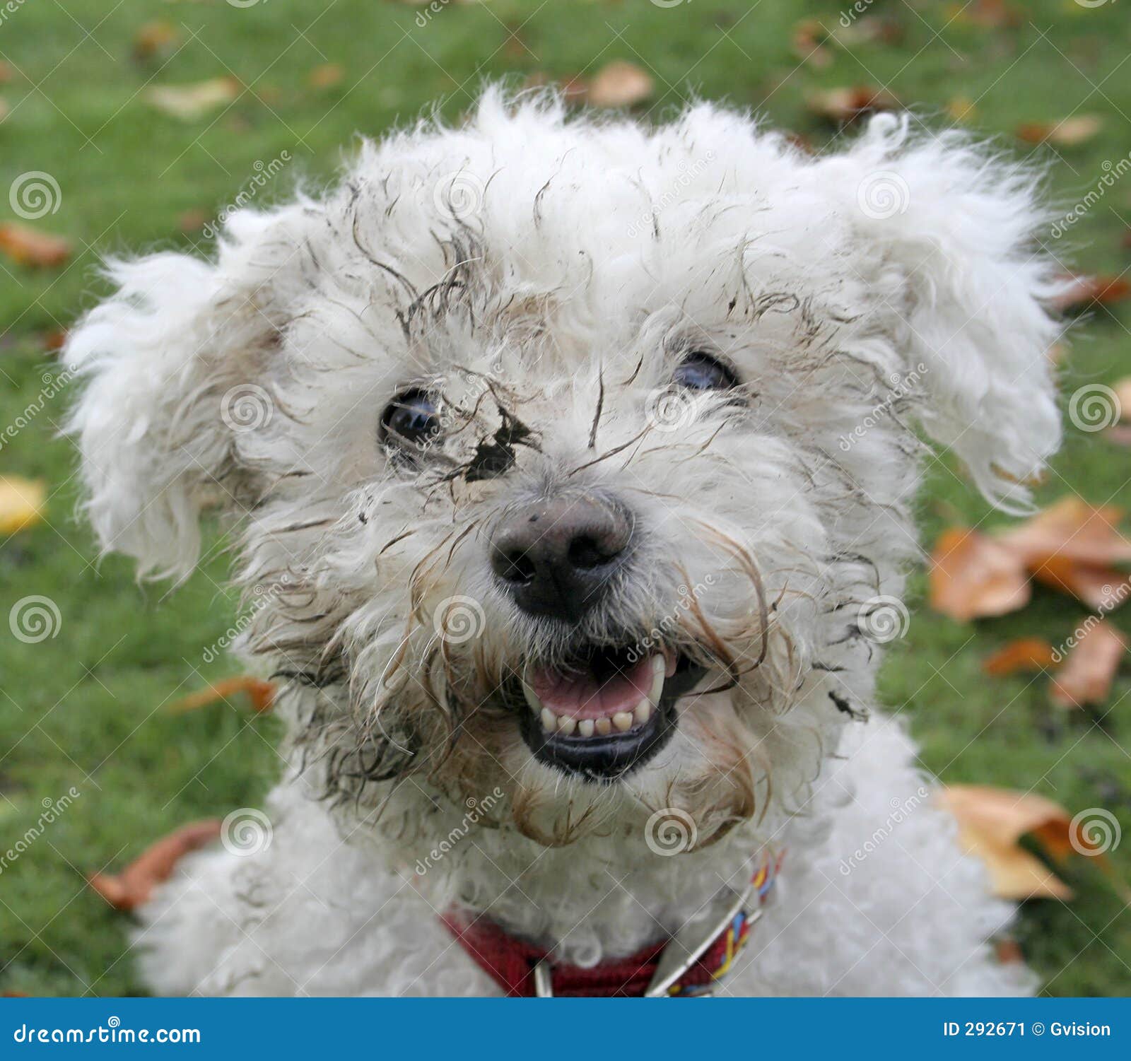 Dirty Dog stock image. Image of dirty, rebellious, soiled 292671