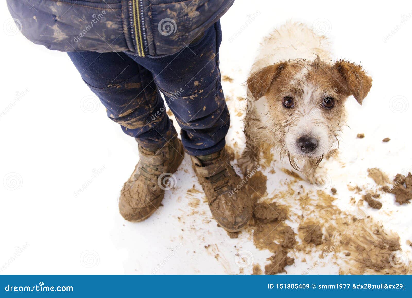 dirty dog and kid. guilty jack russell and boy wearing muddy cloth and shoes.  on white background