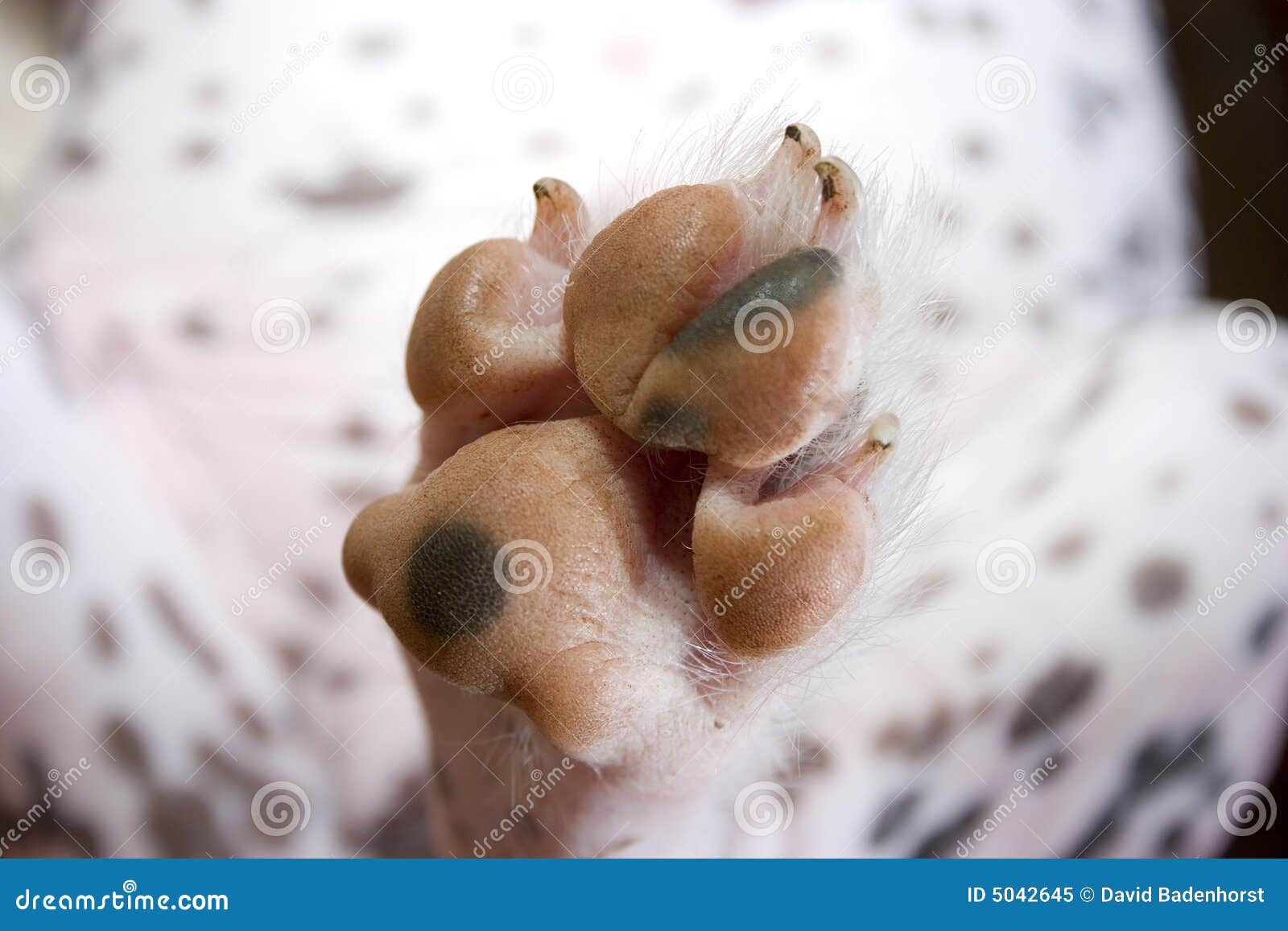 Dirty dog paw stock image. Image of dirt, walk, soft, dirty 5042645