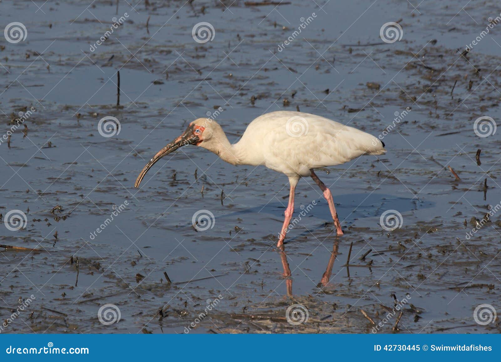dirty faced ibis