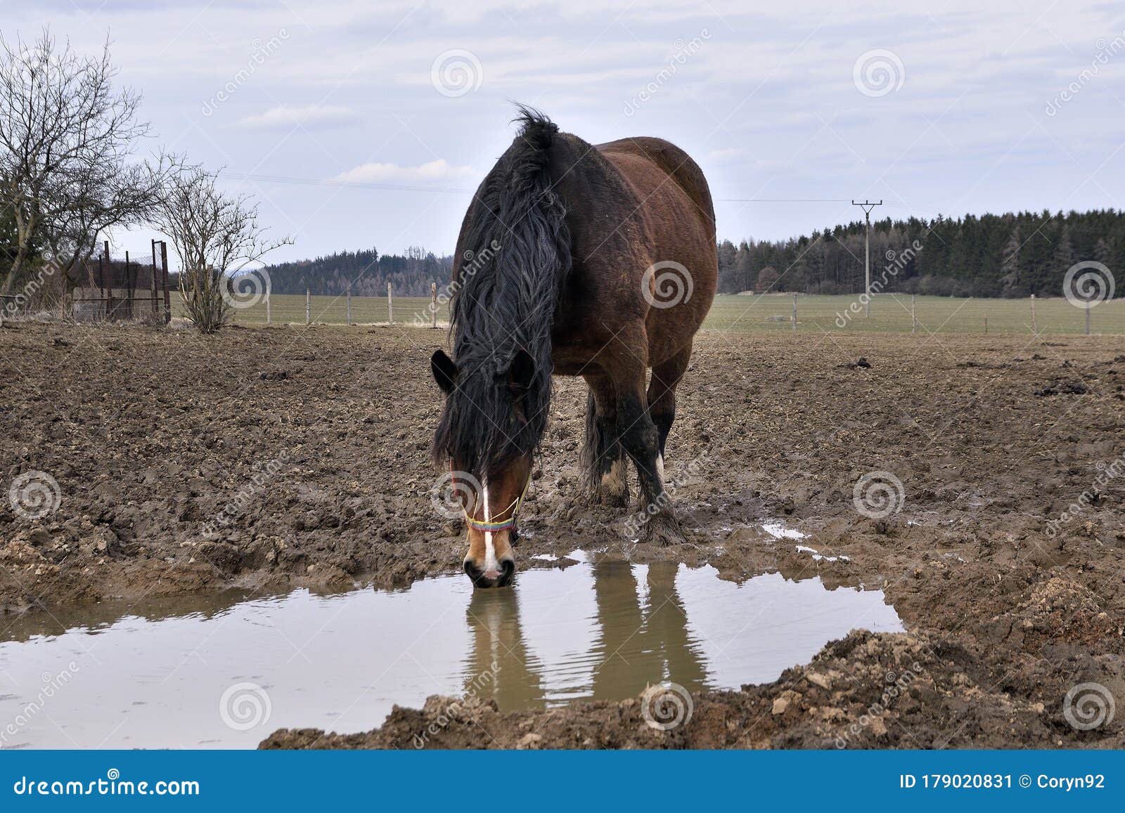 Dirty Horse in Deep Mud after Rain on Farm. the Horse Drinks from a