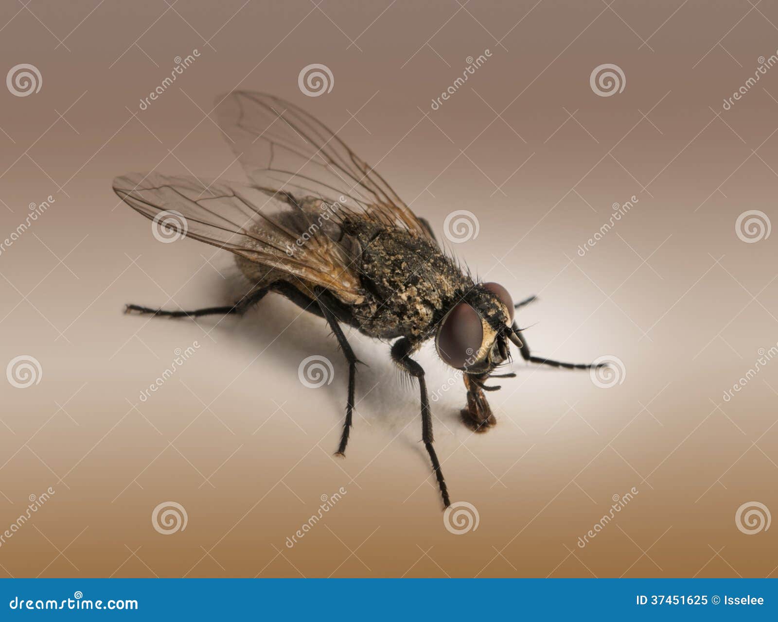 dirty housefly, musca domestica on brown background