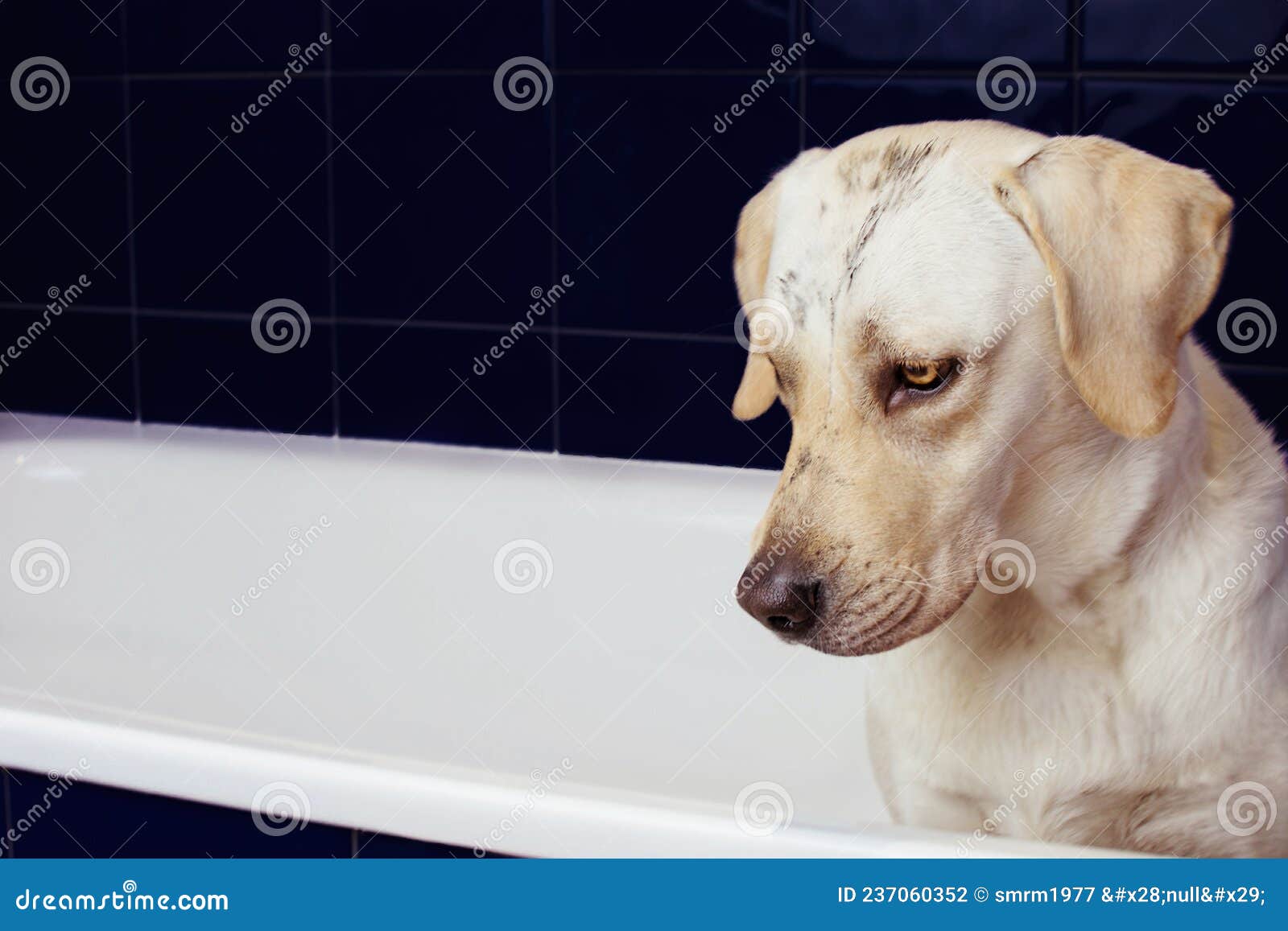 Dirty Labrador Retriever Bathing. Dog on Blue Baththube with Guilty Face Expression Stock Photo