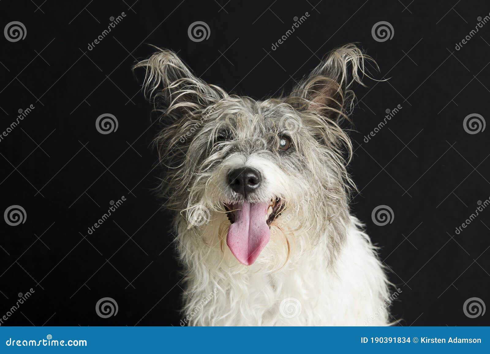 Dirty Messy Dog with Long Hair Isolated on Black Background Stock Photo - Image of healthy, neglect: 190391834 Dirty Messy Dog with Long Hair Isolated on Black Background Stock Photo - Image of healthy, neglect: 190391834