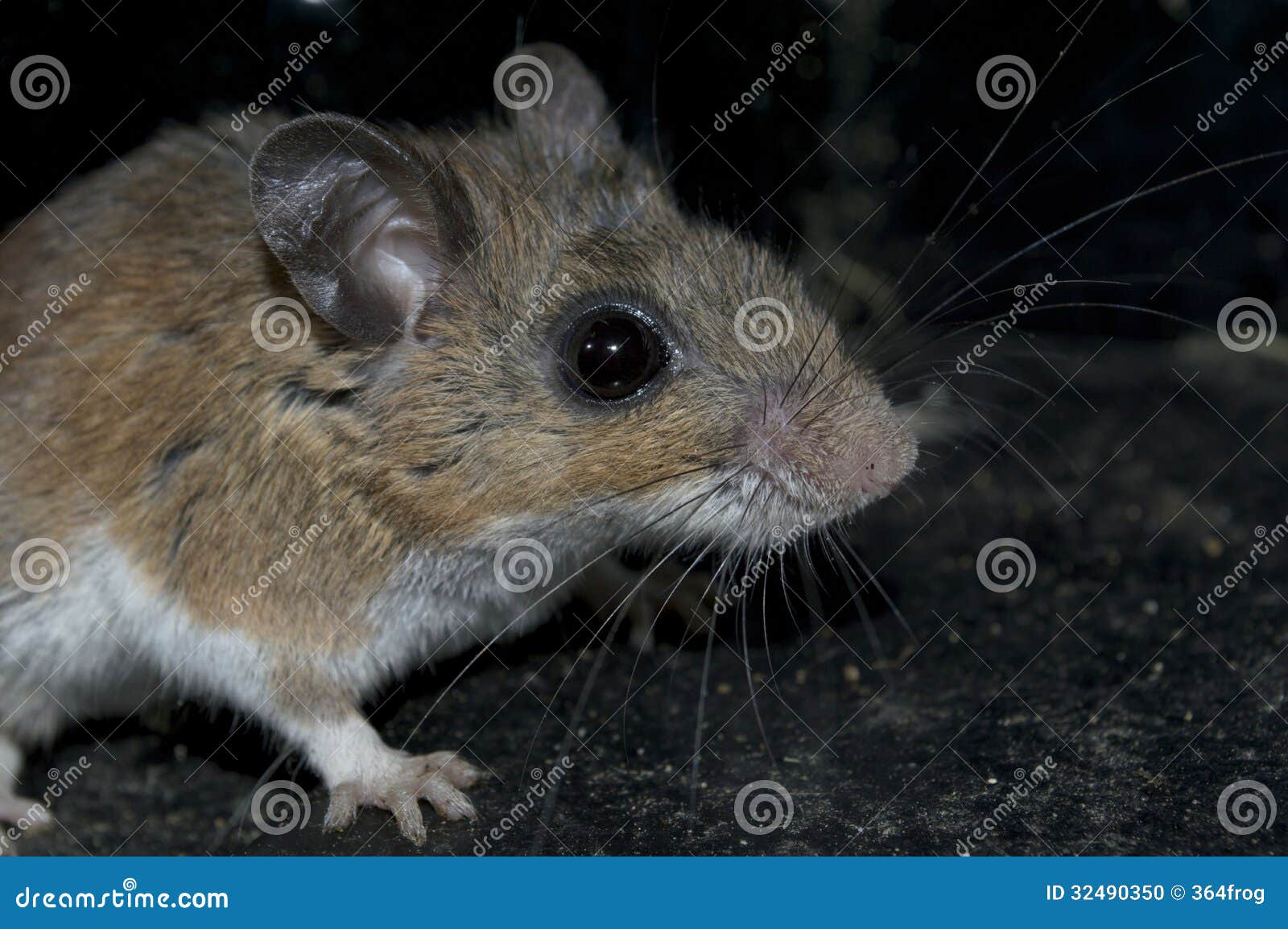 A Dirty Mouse is Lurking in the Dark. Stock Photo Image of house