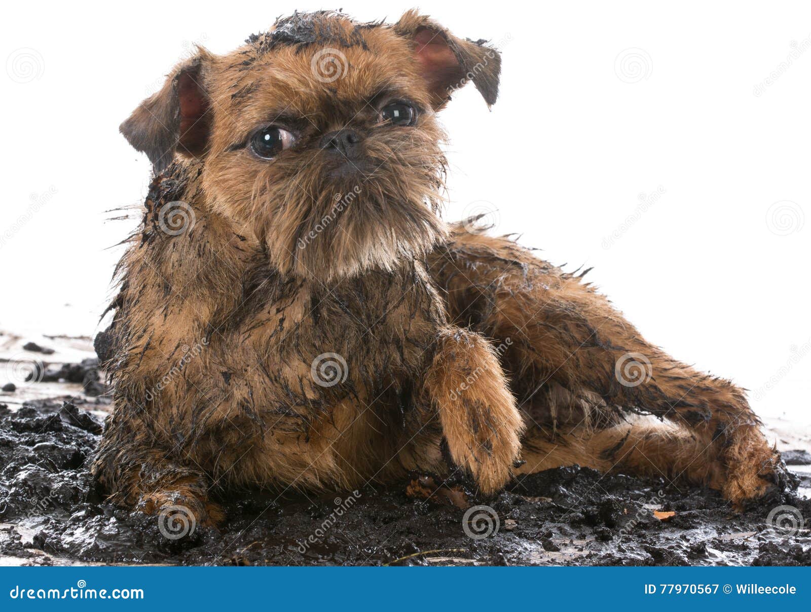 Dirty muddy dog stock image. Image of brussels, alone 77970567