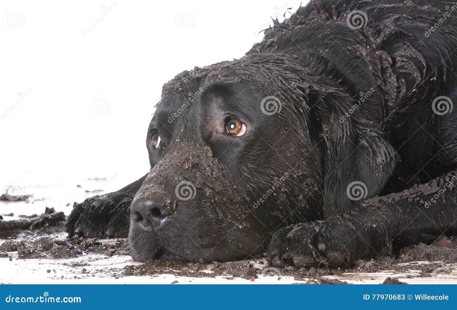 Dirty muddy dog stock image. Image of animal, laying 77970683