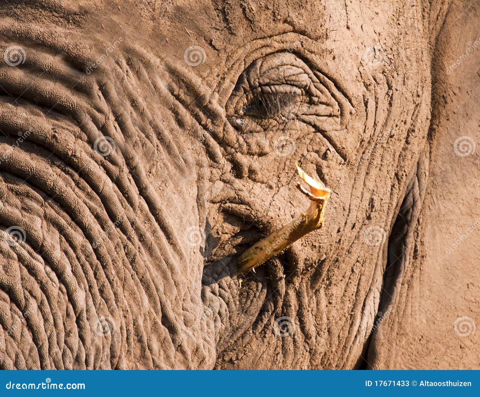 Dirty Muddy Elephant Eating Stock Image Image of animal, brown 17671433