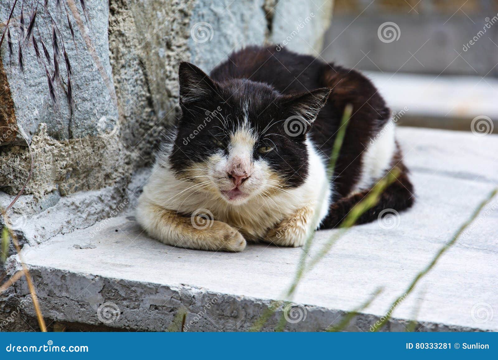 Dirty Old Black and White Cat Stock Image Image of feline, filthy