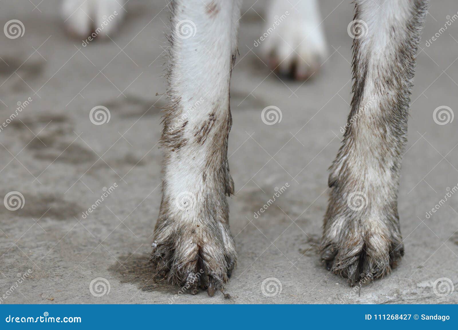 Dirty Paws stock image. Image of outdoor, cropped, animals 111268427
