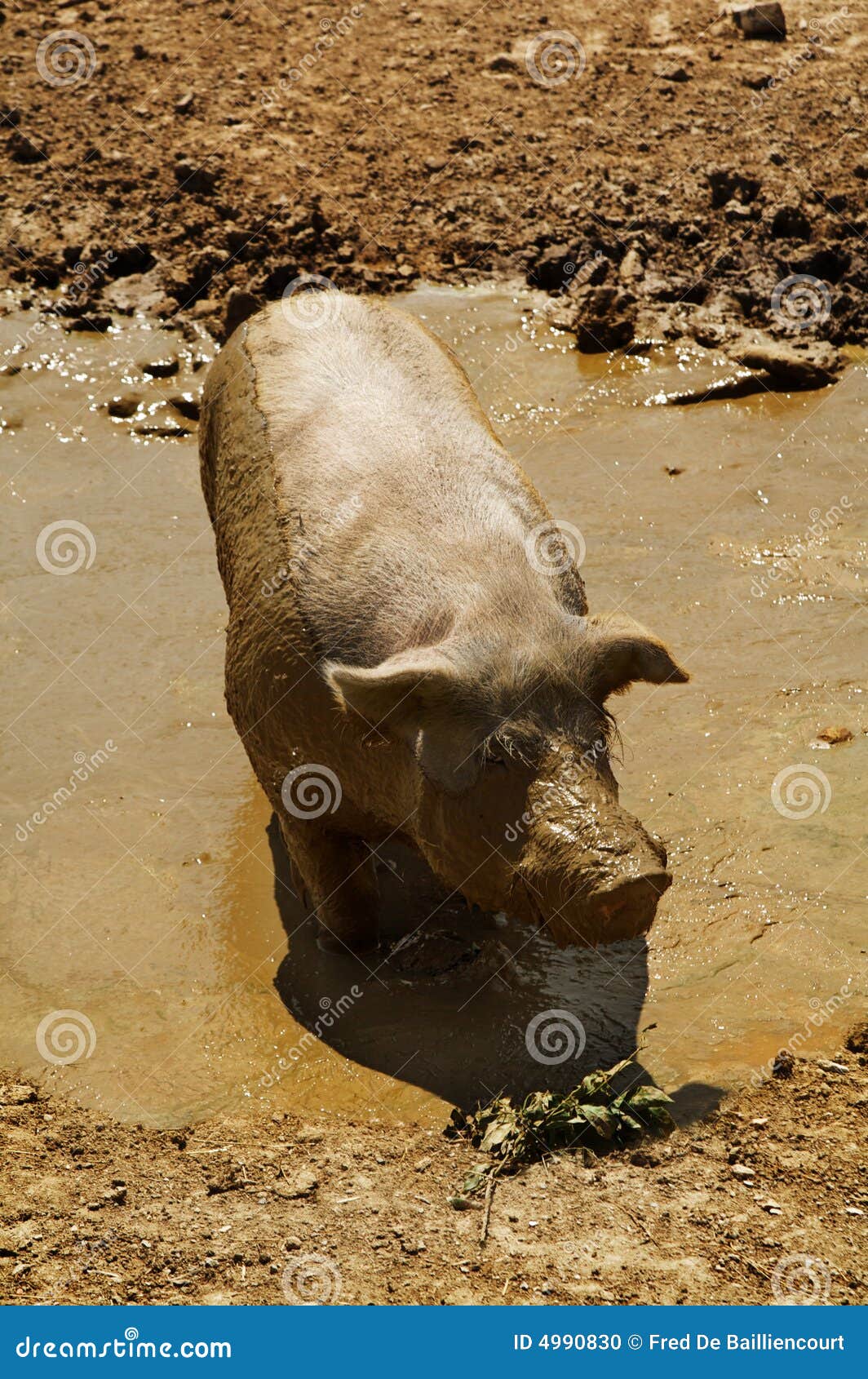 Dirty Pig stock photo. Image of mammal, unpleasant, unhygienic 4990830