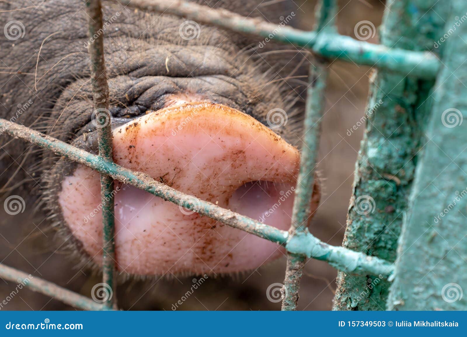 Dirty Pig Snout Nose Behind the Bars of a Pigsty Close Up Stock Image