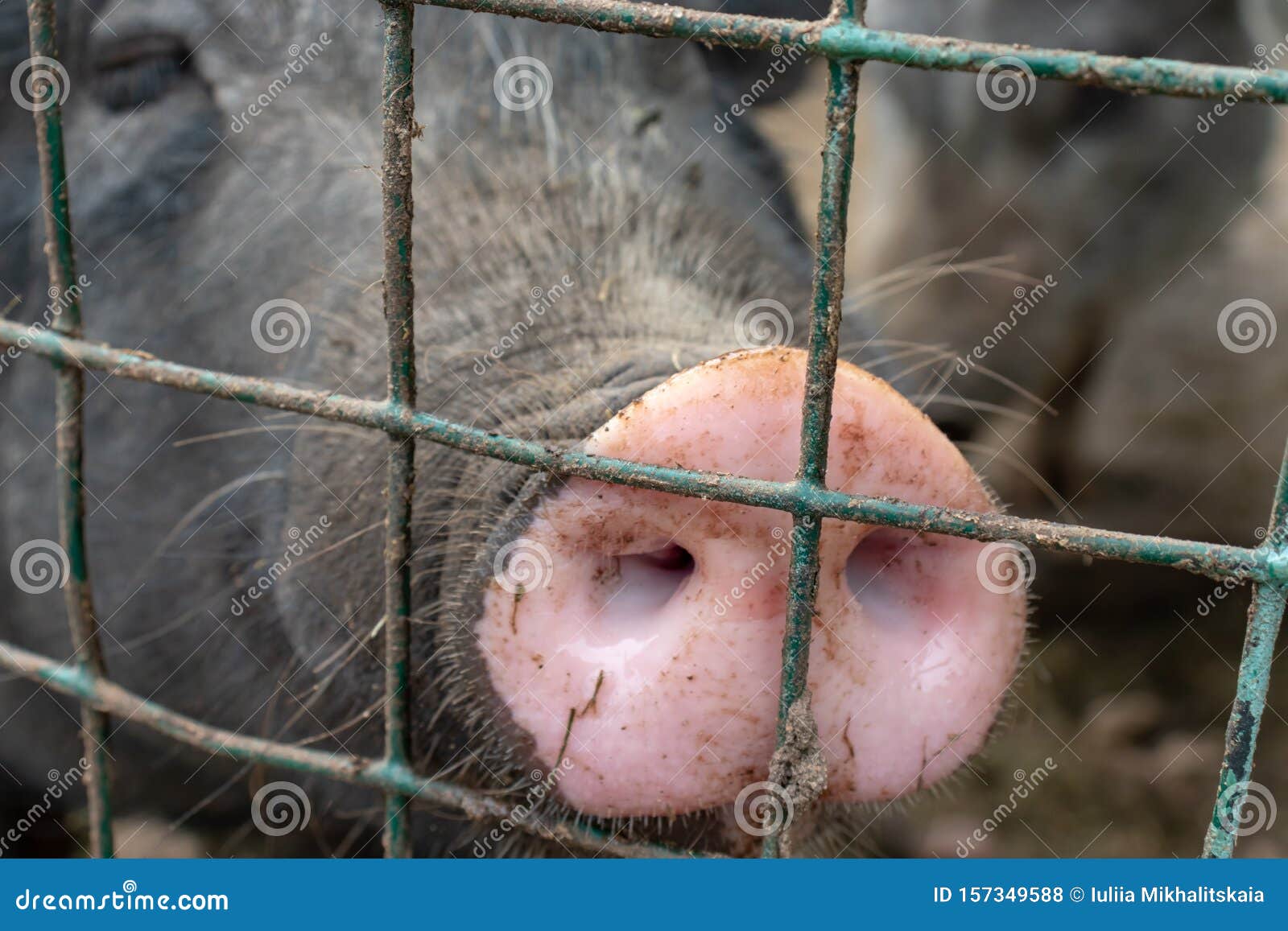 Dirty Pig Snout Nose Behind The Bars Of A Pigsty Close Up Stock Photo