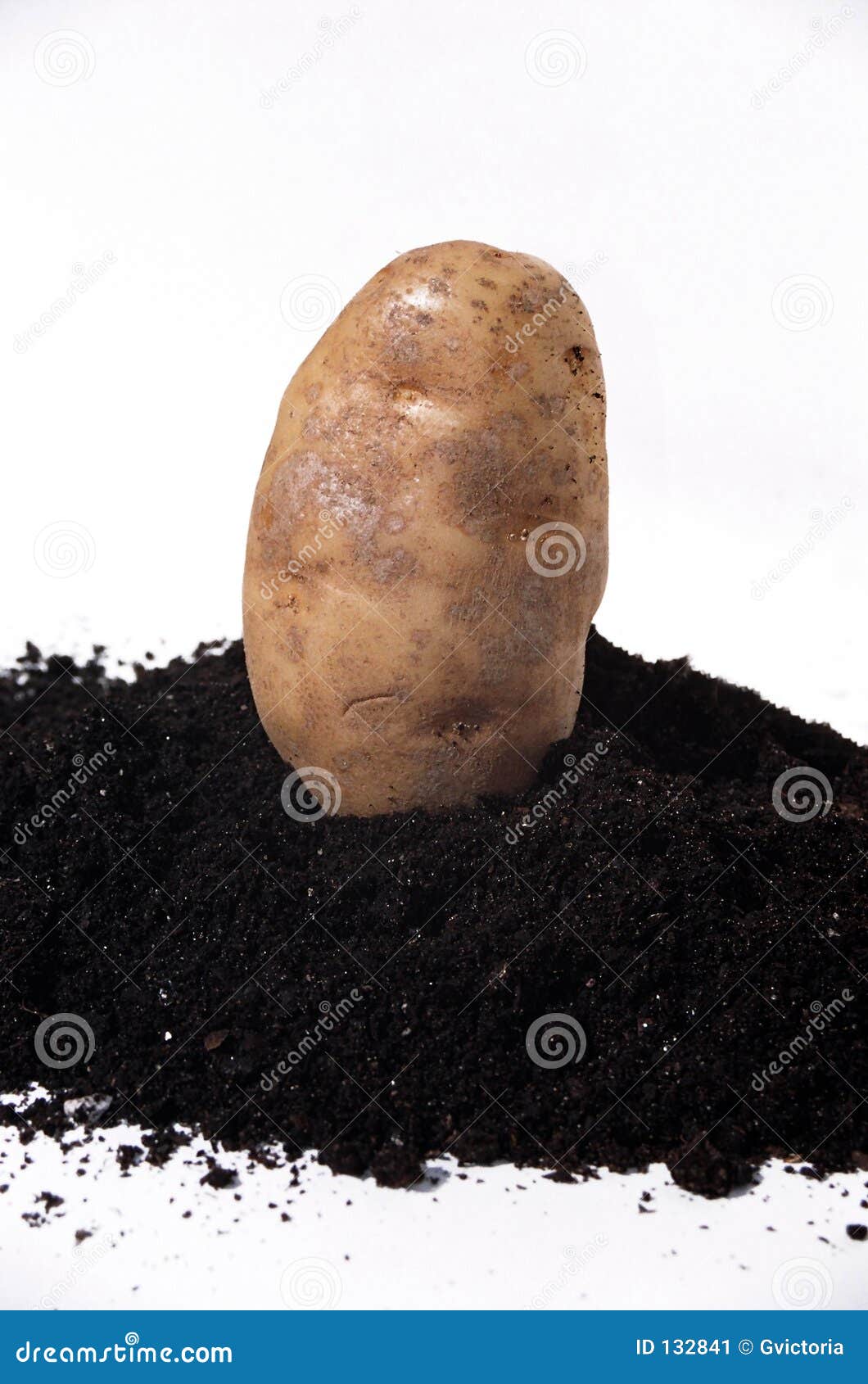 Dirty potato stock image. Image of soil, plant, carbs, gardens 132841