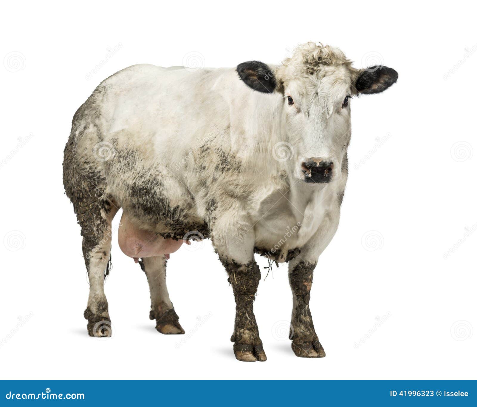 belgian blue cattle muscle