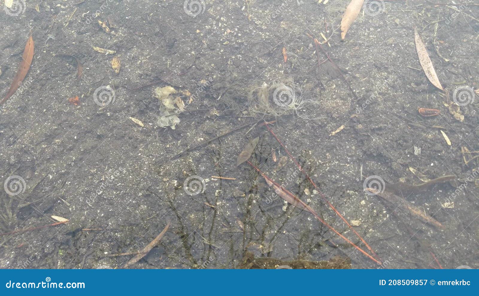 Dirty Puddle, Reflection of Bare Tree Silhouette on Rainwater Stock Video Video of weather