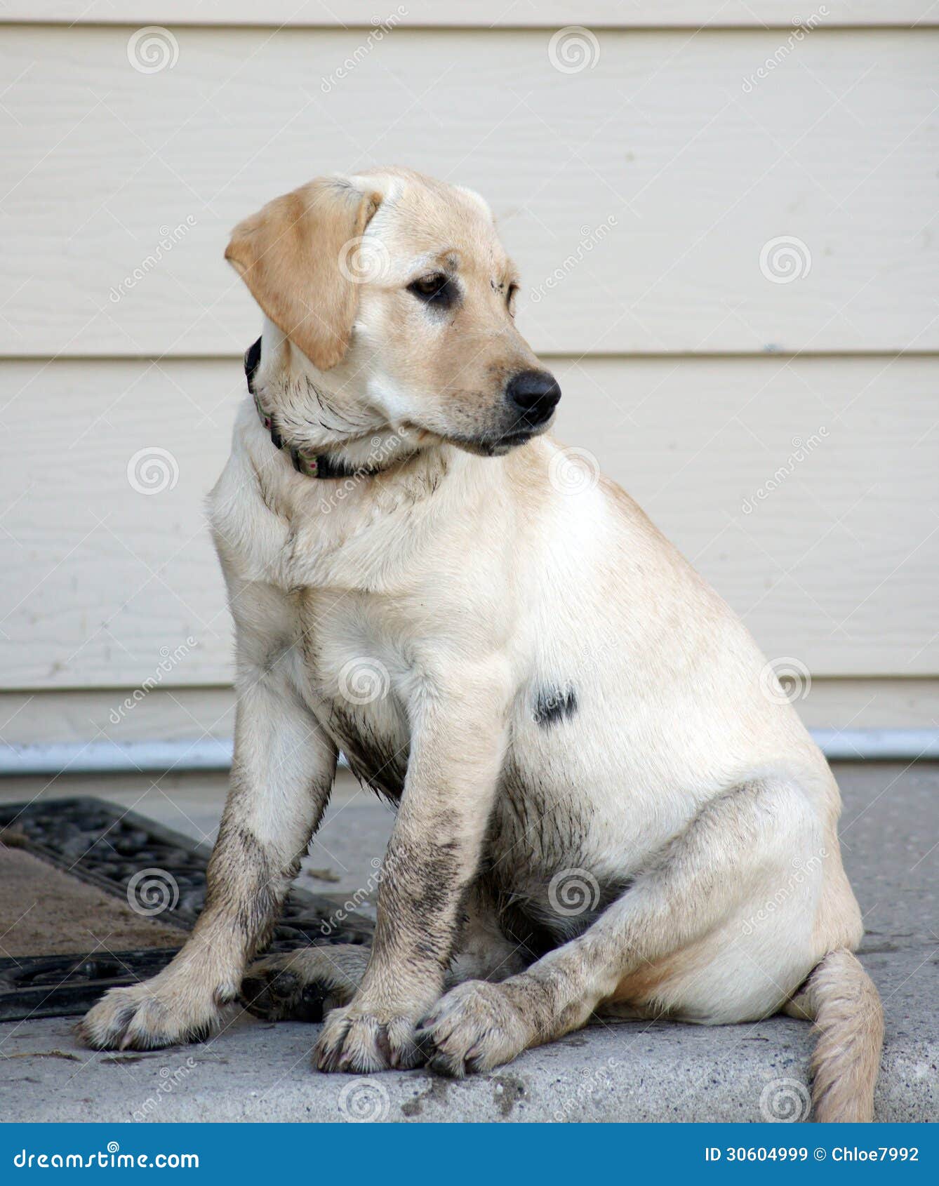 Dirty Puppy Wants To Come In Stock Image - Image of ...