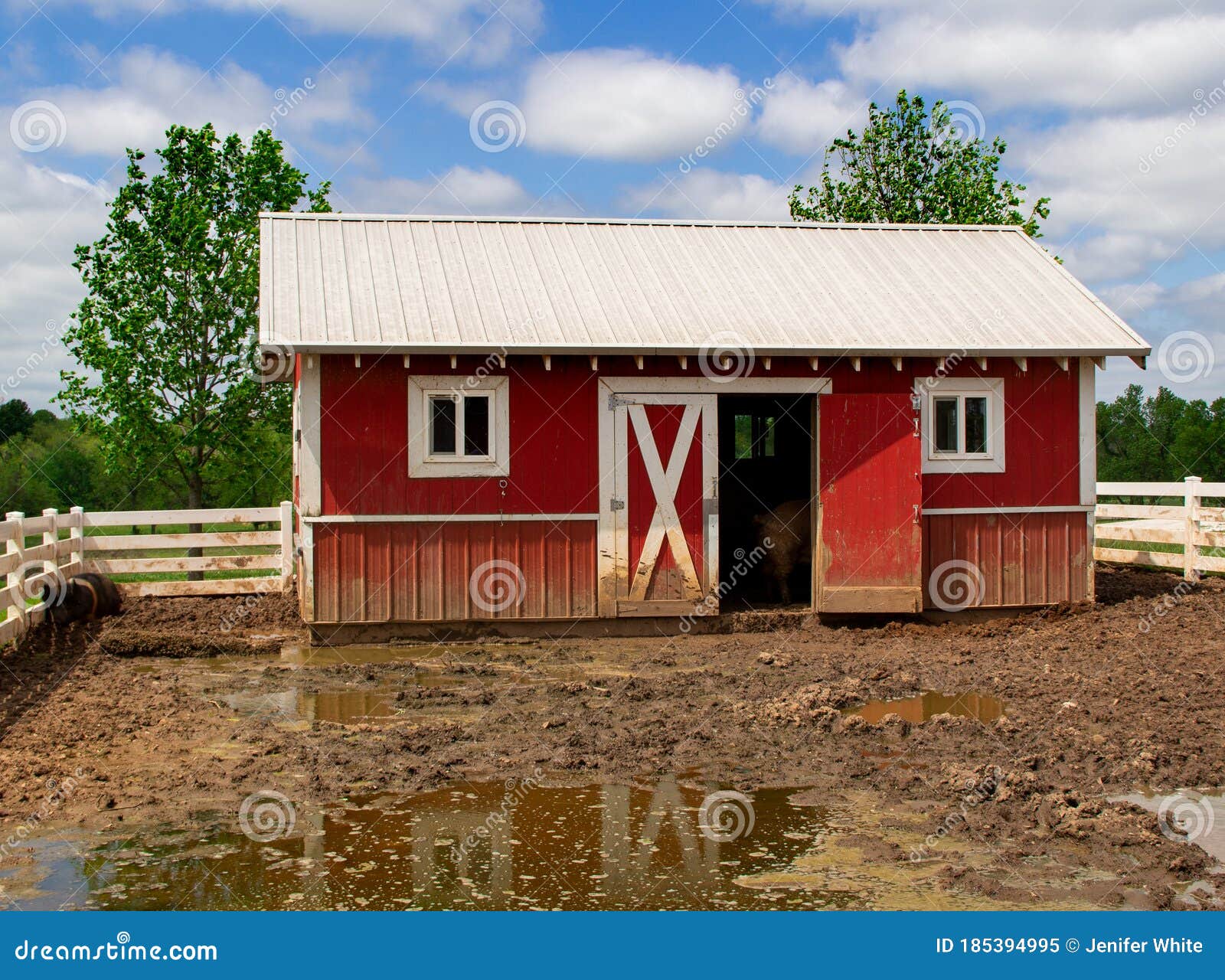 Dirty Pig Barn with a White Fence Stock Image Image of barn, messy