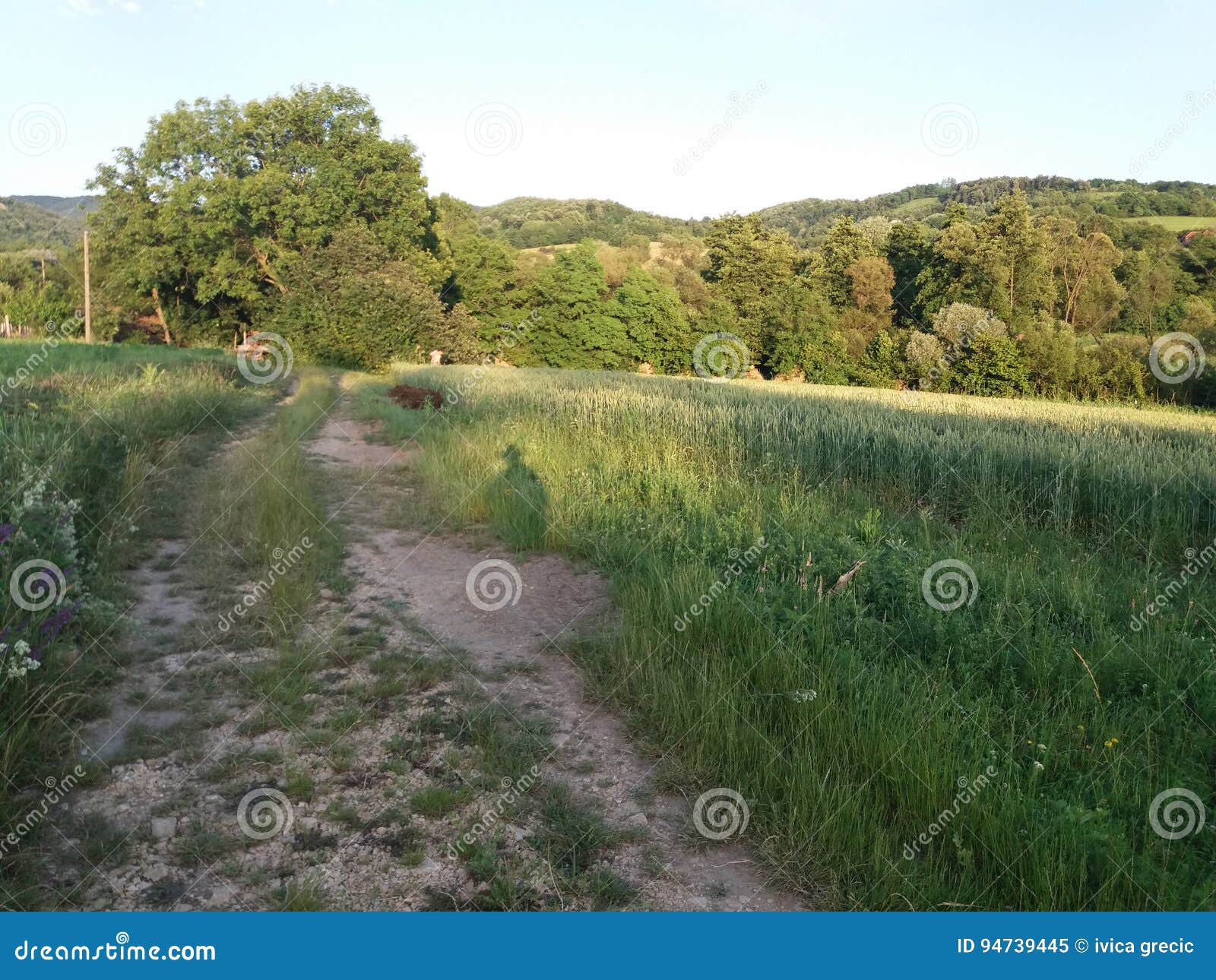 dirty road with greengrass