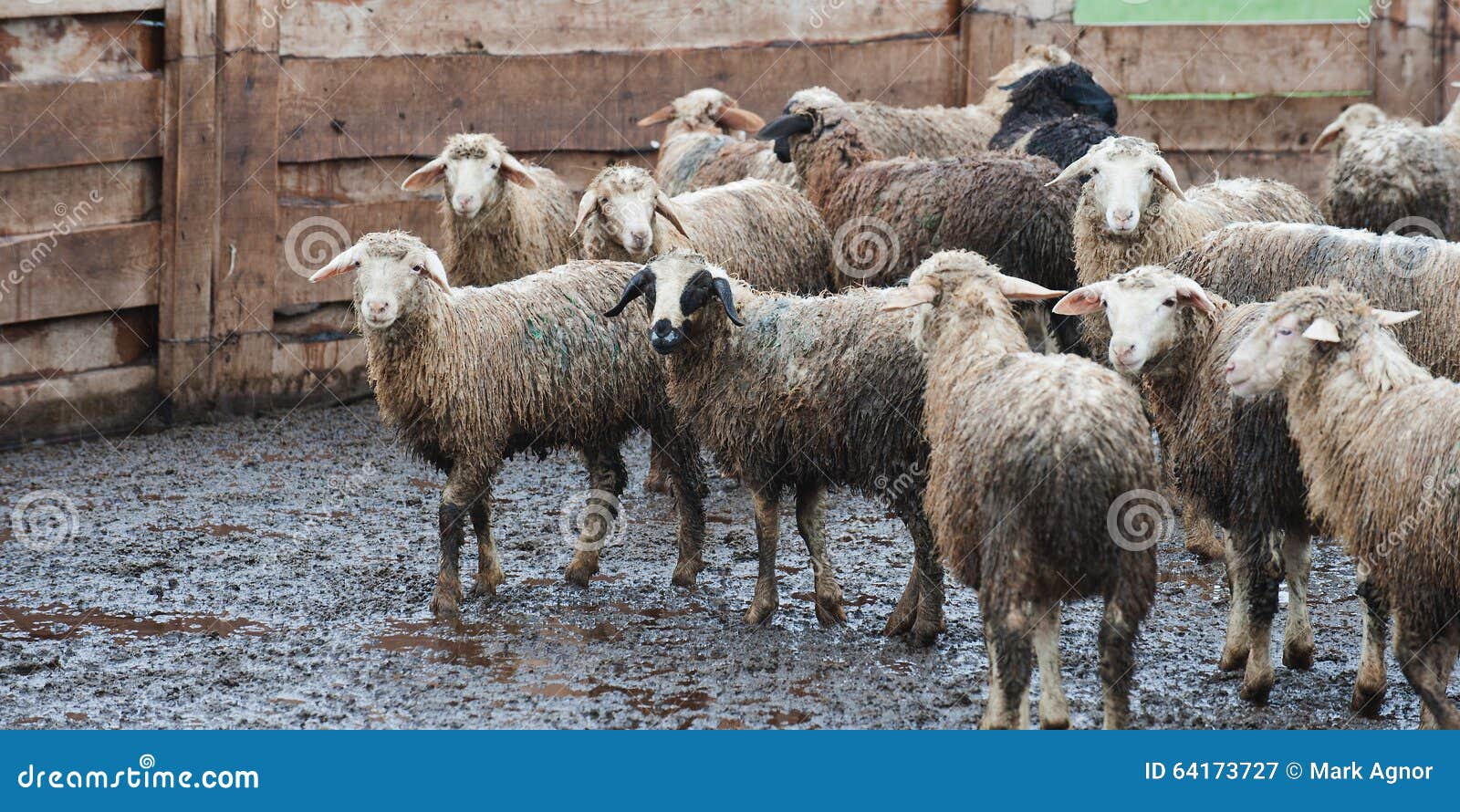 Dirty Sheep after the Rain at a Russian Farm. Stock Image Image of