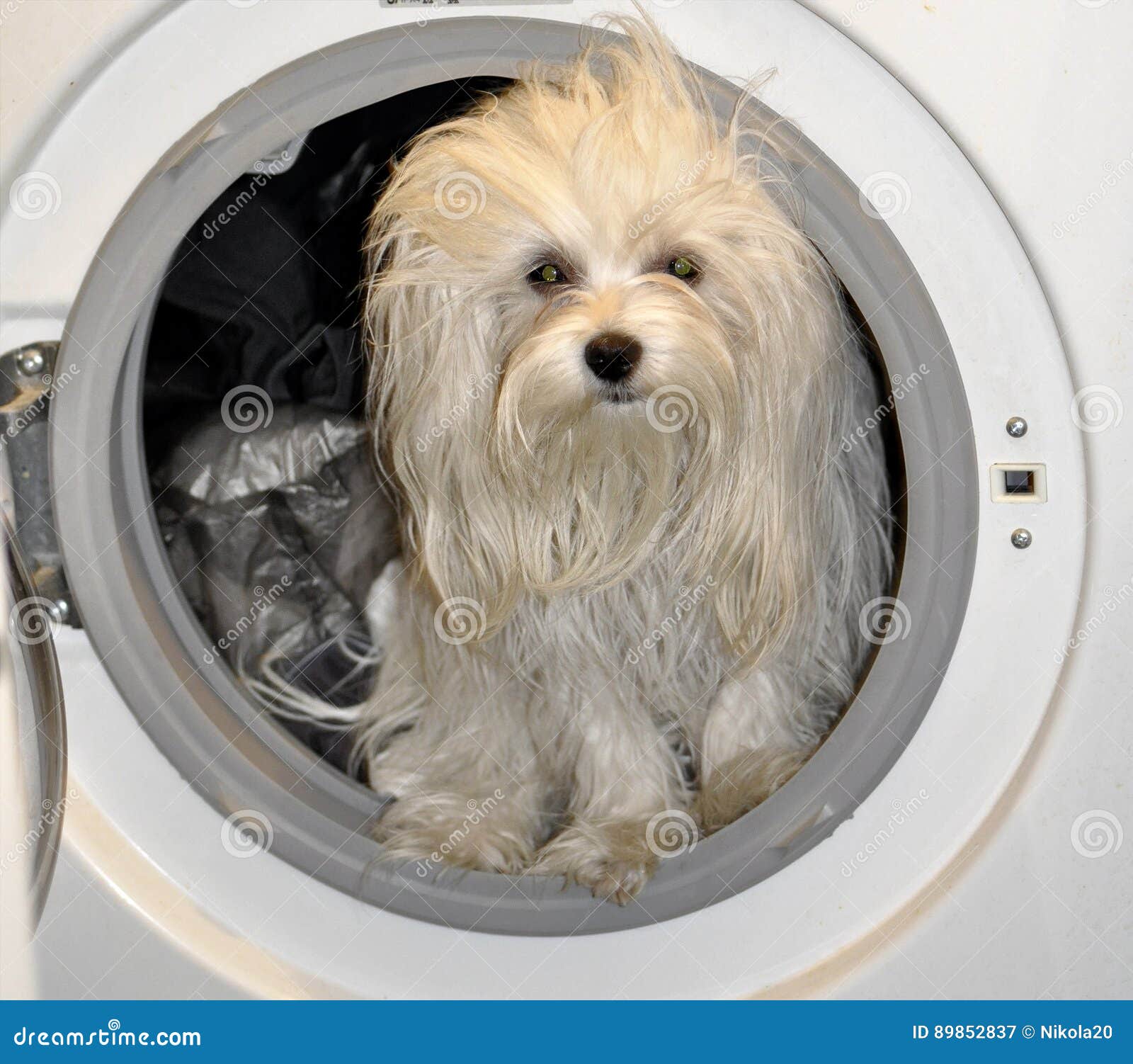 Dirty Small Maltese Dog in the Washing Machine Stock Image Image of