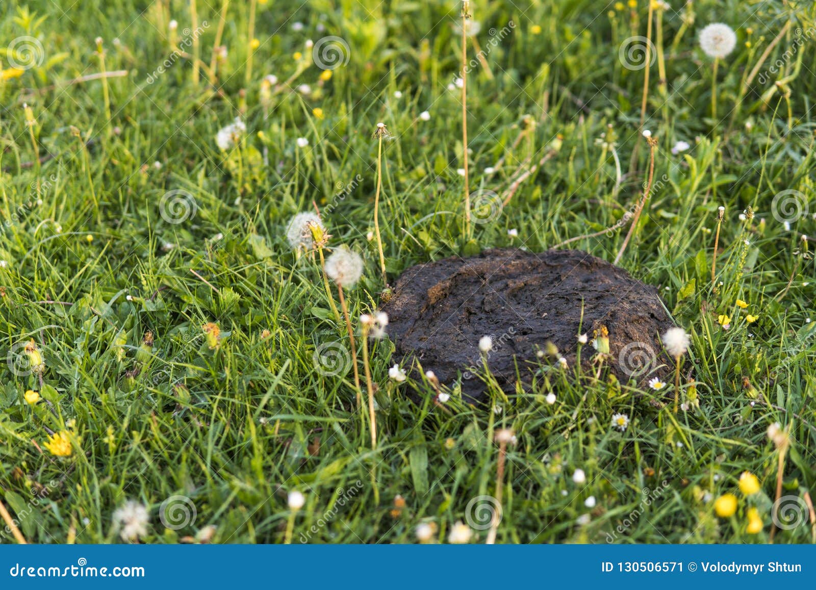 Dirty And Smelly Cow Shit In The Grass Cow Manure Stock Image