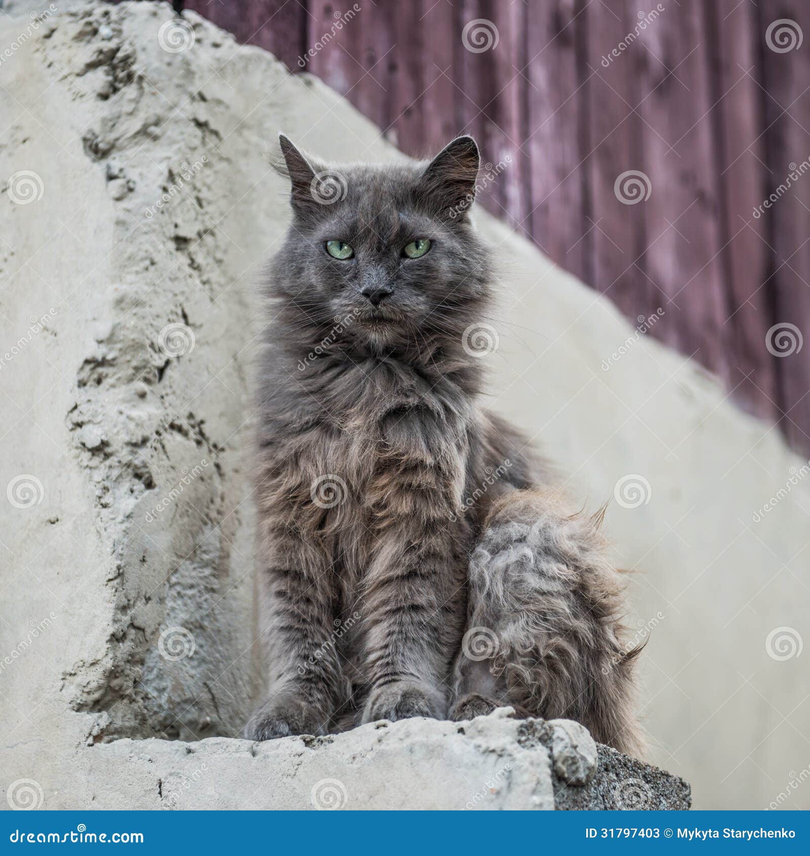 Dirty Street Cat Sitting Outdoors Stock Image Image of injured, feral