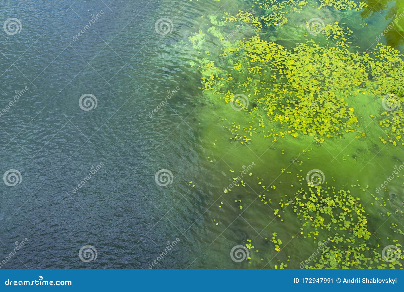 dirty water in the river. pollution of the river water. ecological problems. algae bloom. top view