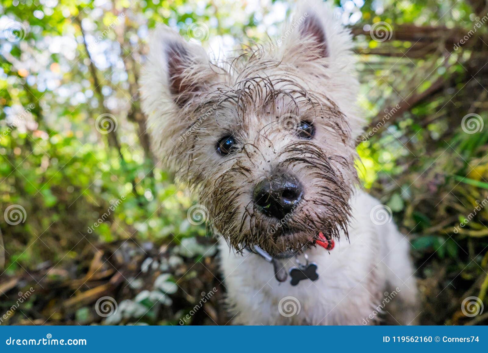 white west highland terrier