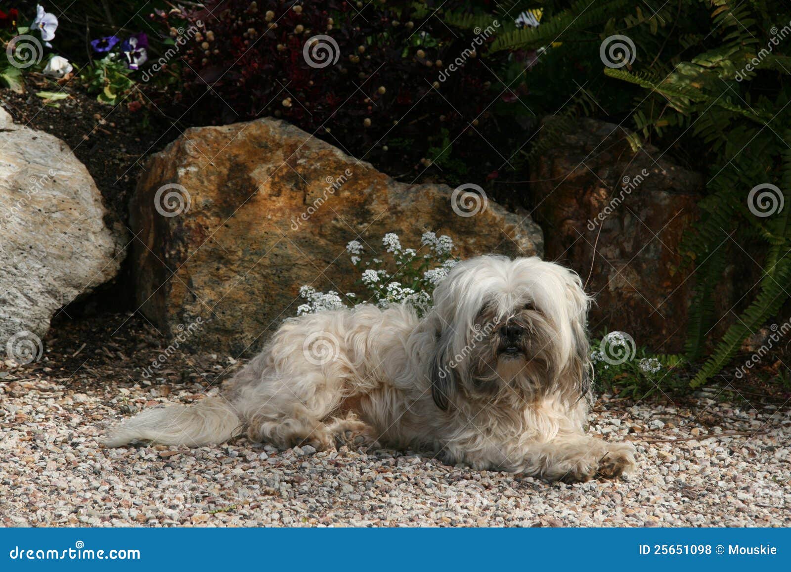 Dirty White Dog stock photo. Image of animals, dirty 25651098