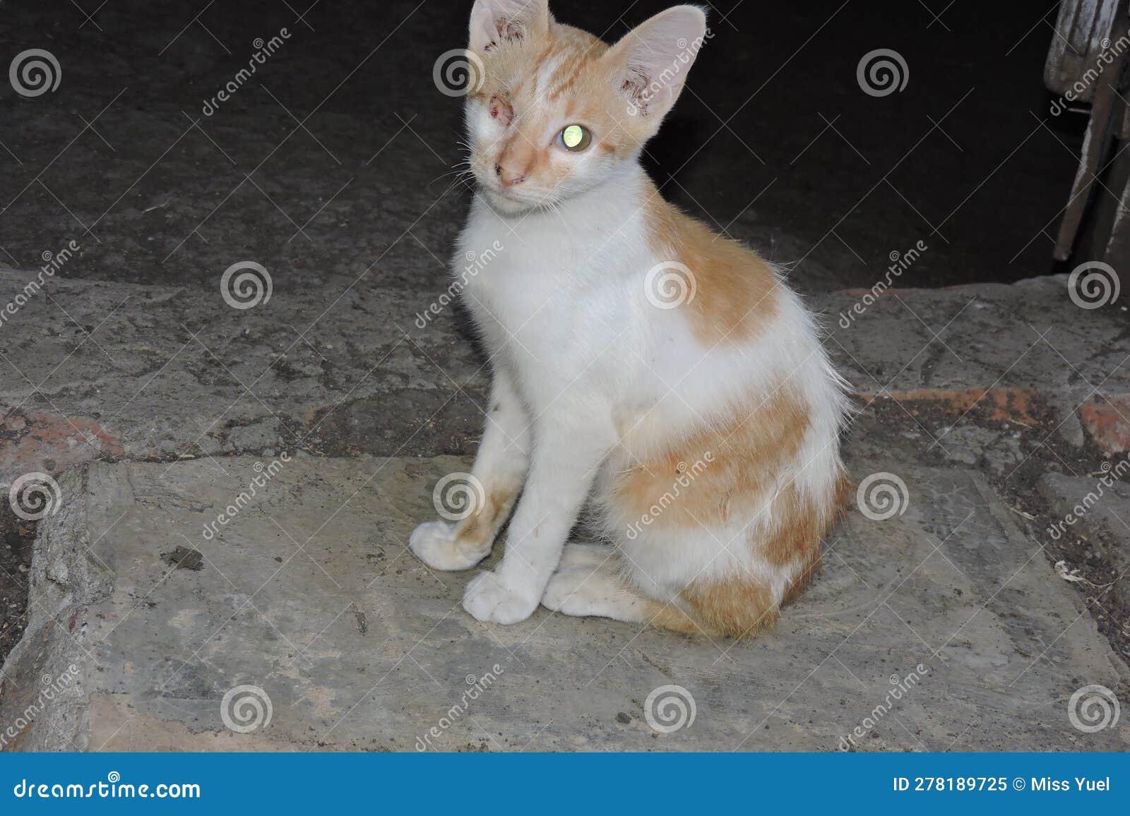 Disabled Cat Missing One Eye Stock Image Image of defects, disabled