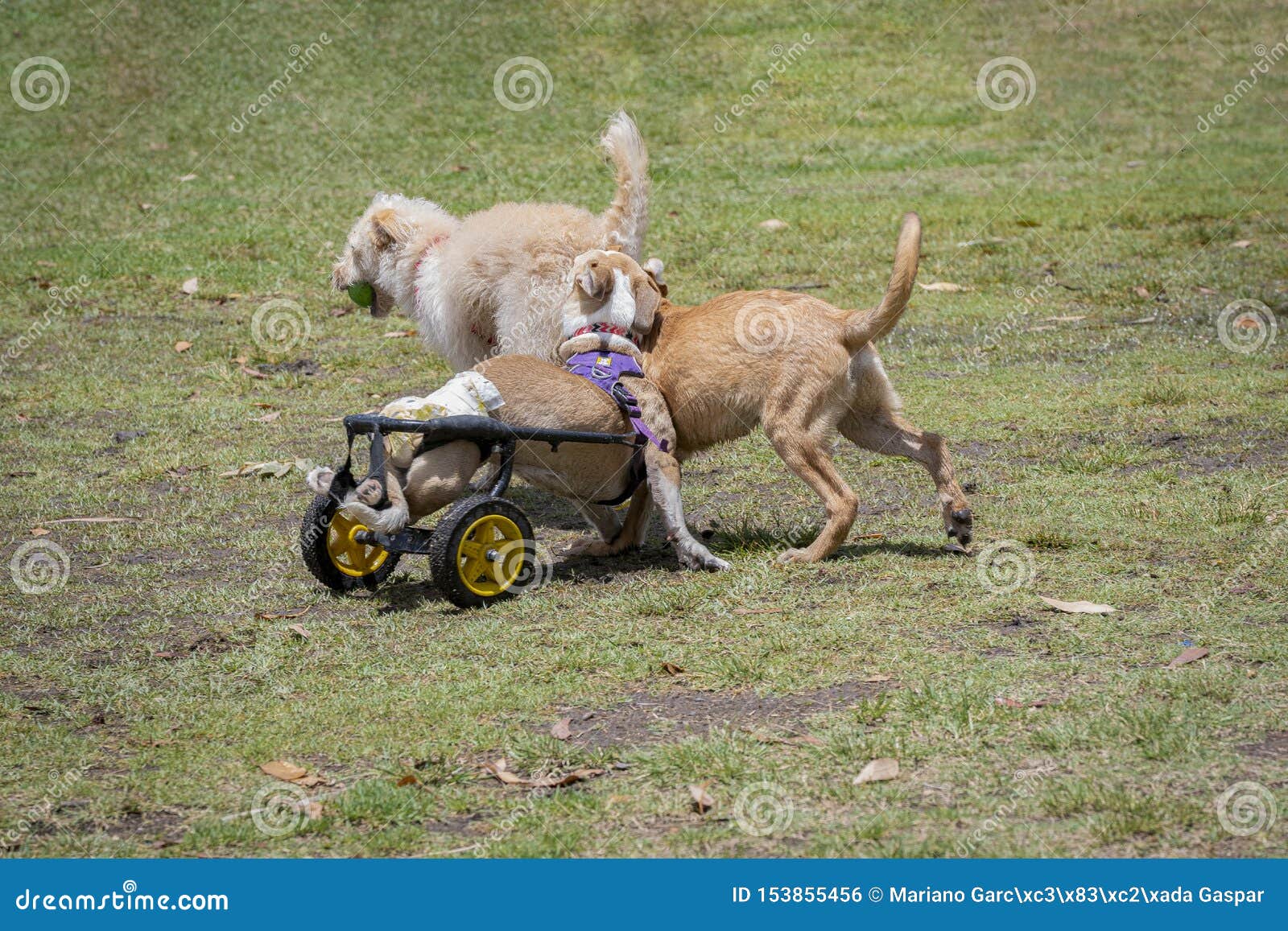 Disabled dog playing stock photo. Image of outdoors 153855456