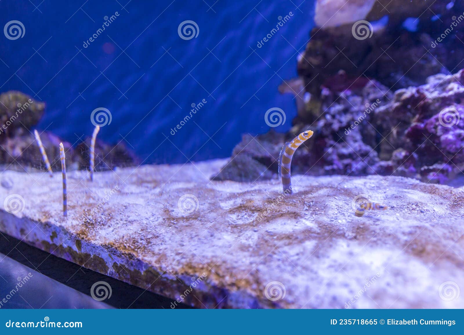 Disappearing Garden Eels Emerging from the Sandy Surface in an Aquarium