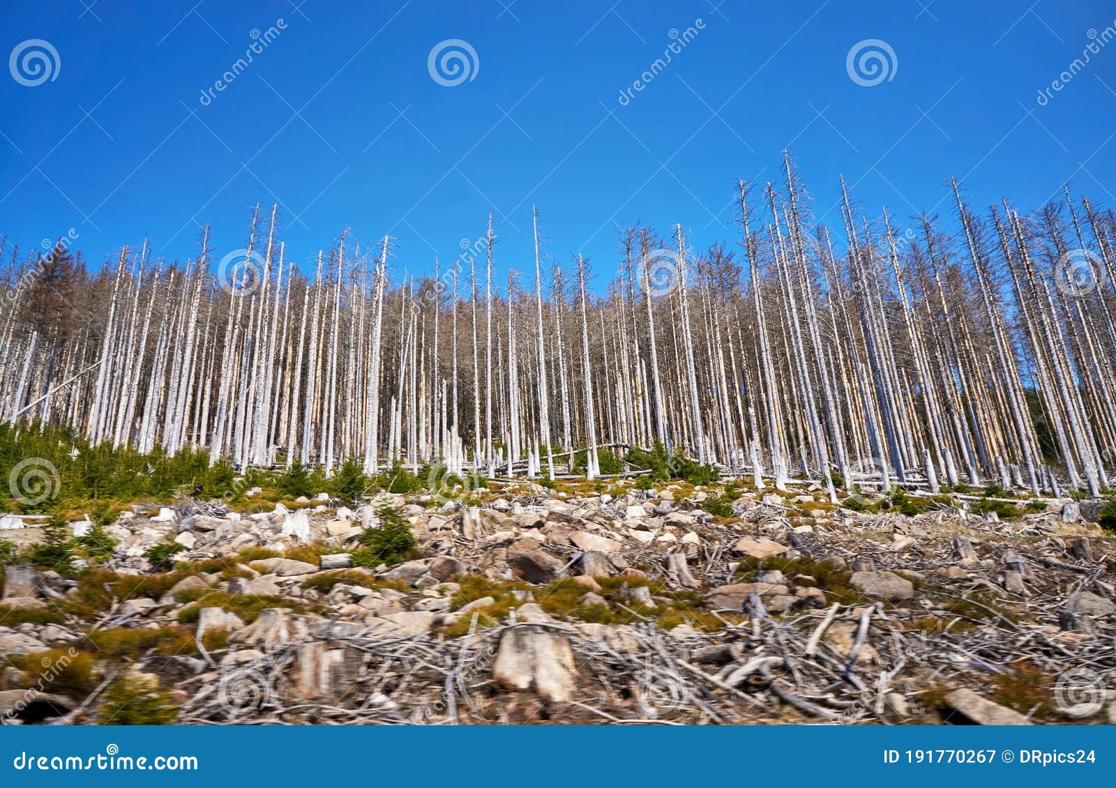 disastrous dying trees in the woods. through climate change, drought and bark beetles. dynamics through motion blur