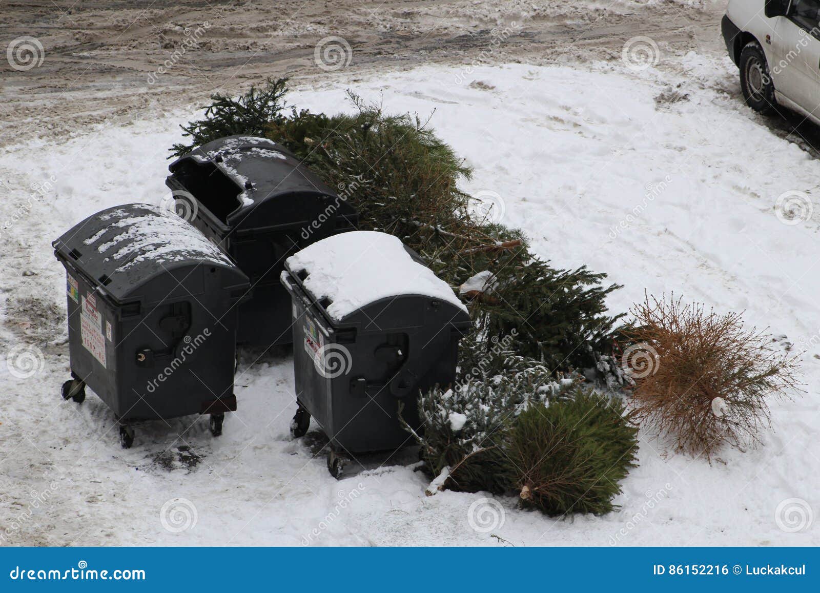 Discarded Christmas Tree Christmas is Over Editorial Photo Image of