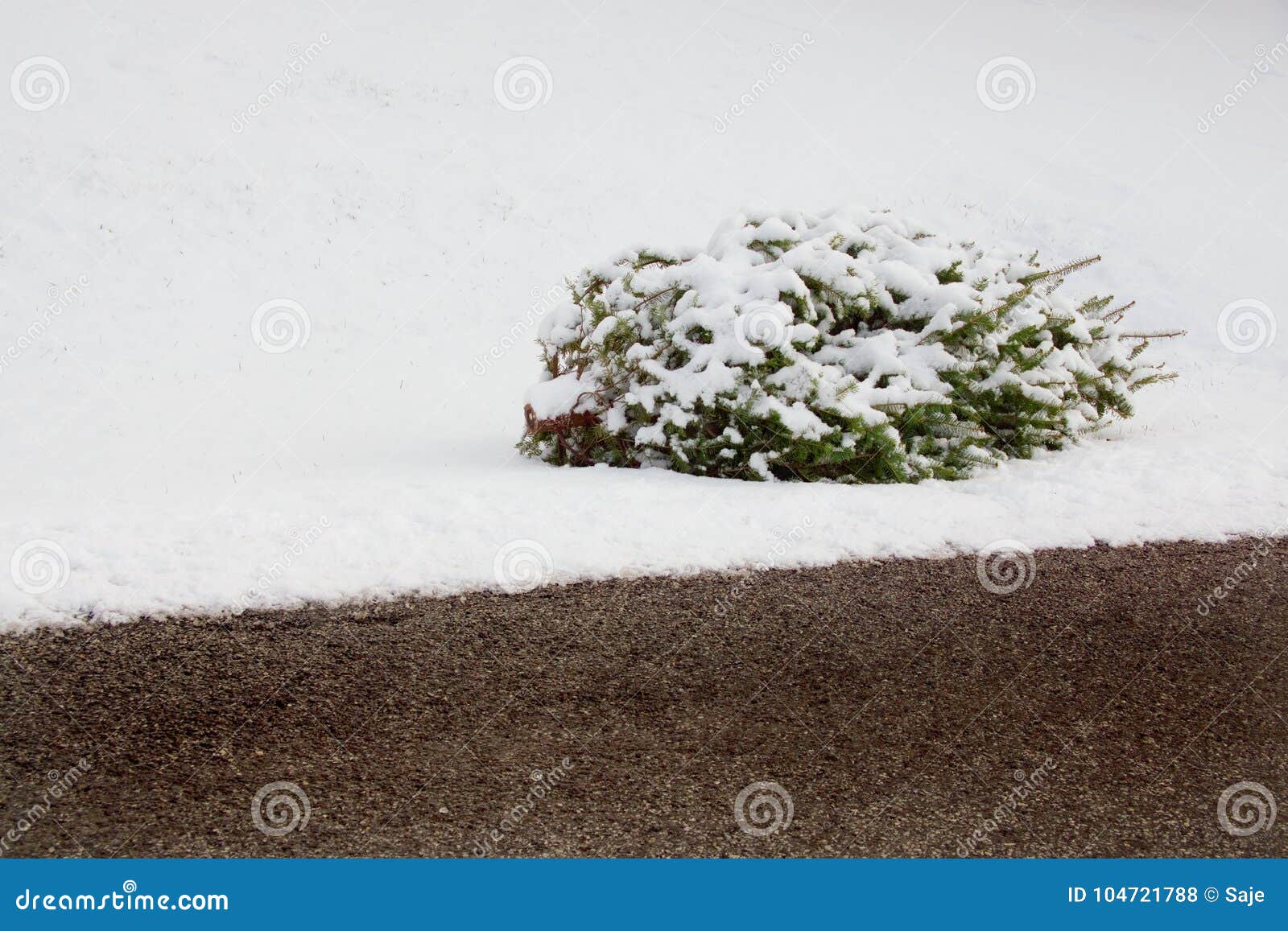 After Christmas Tree by Curb Stock Photo Image of discard, barren