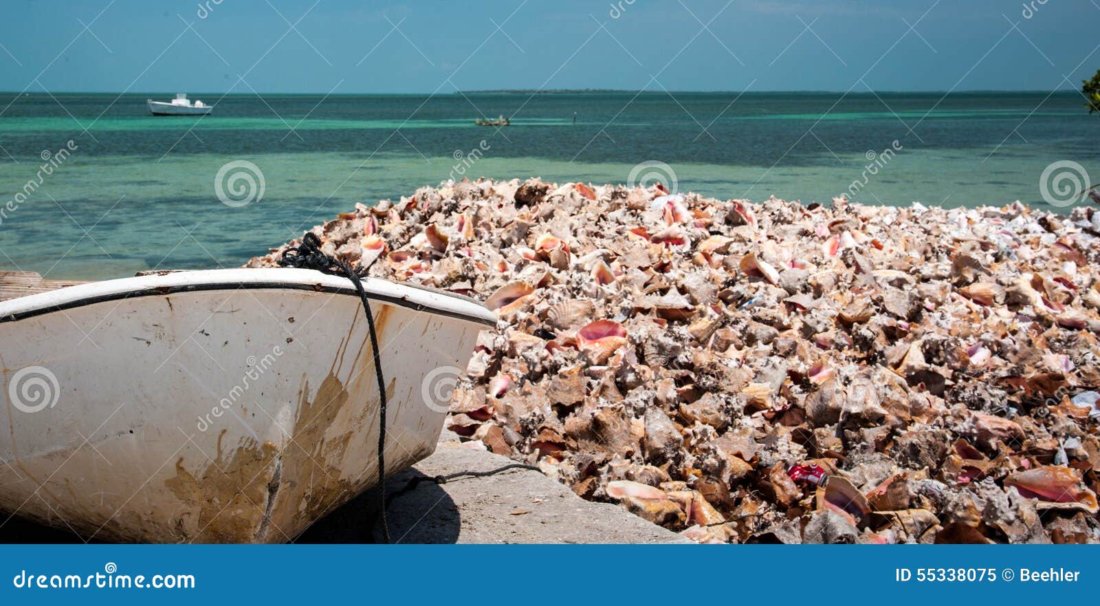 Discarded Conch Shells on the Boat Ramp Stock Image Image of bahama