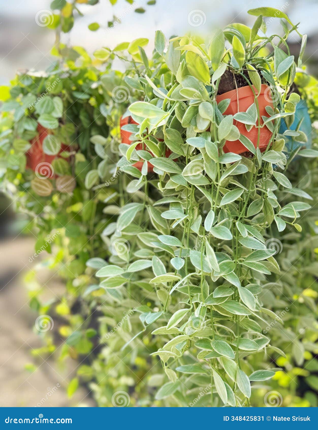 dischidia nummularia or string of nickels in flower pot with sunlight