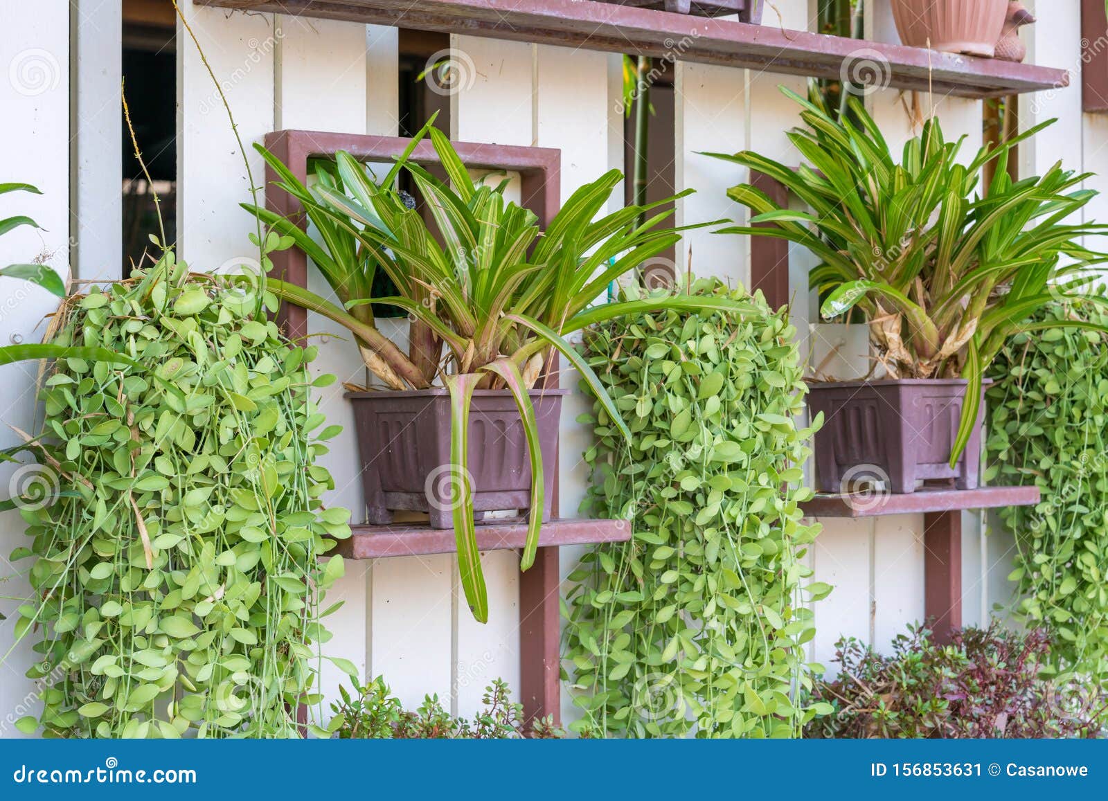 dischidia ruscifolia or dave plant decorate on wall