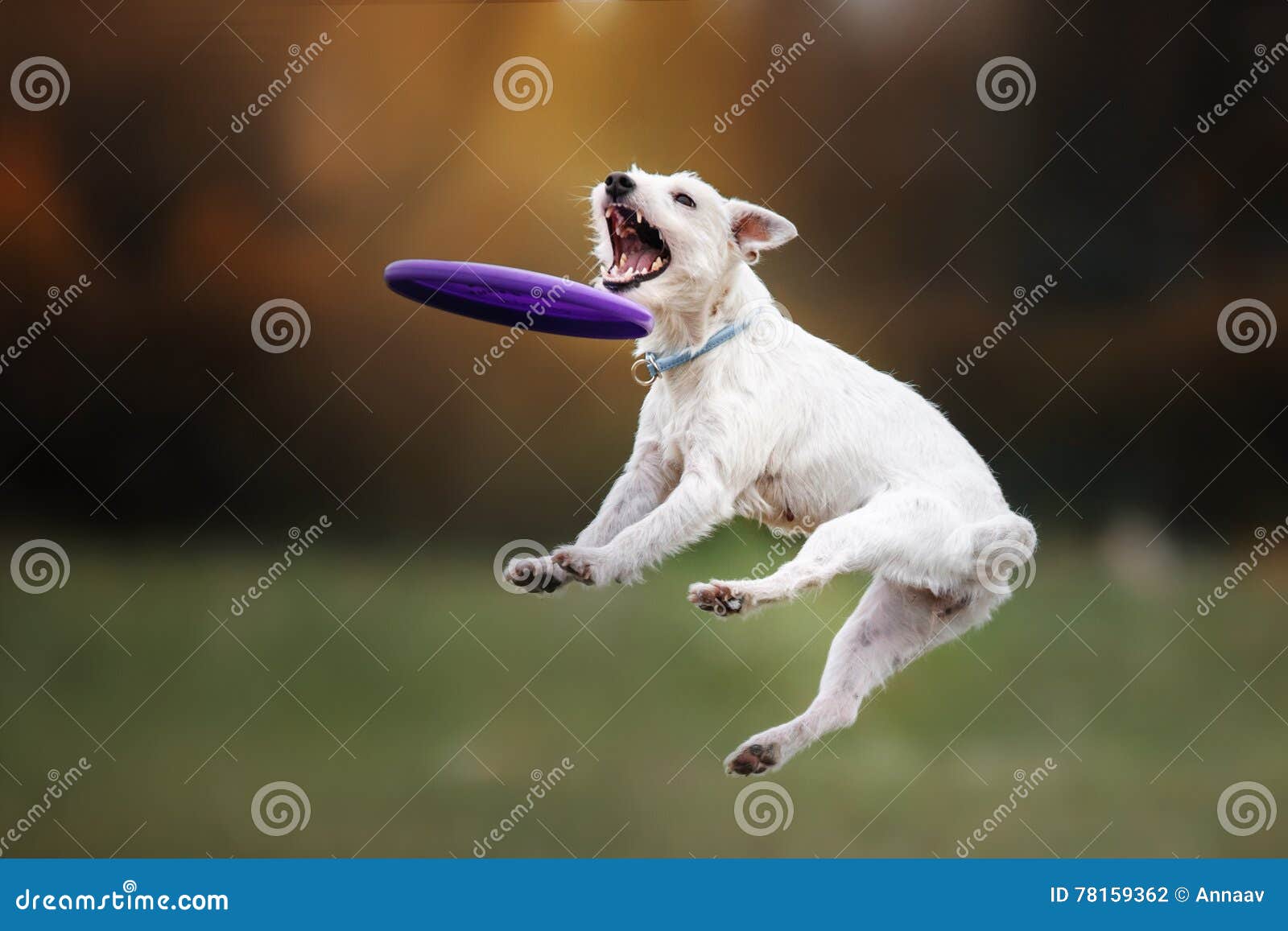 Disco De Cogida Del Perro En Salto Foto de archivo - Imagen de parque