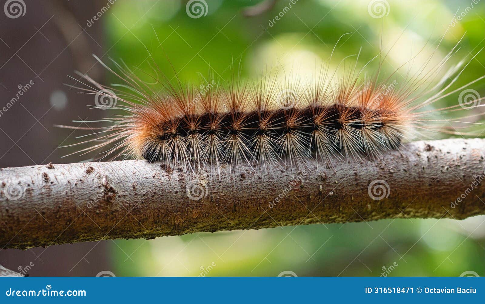hairy caterpillar on tree branch: close-up wildlife photography generated image