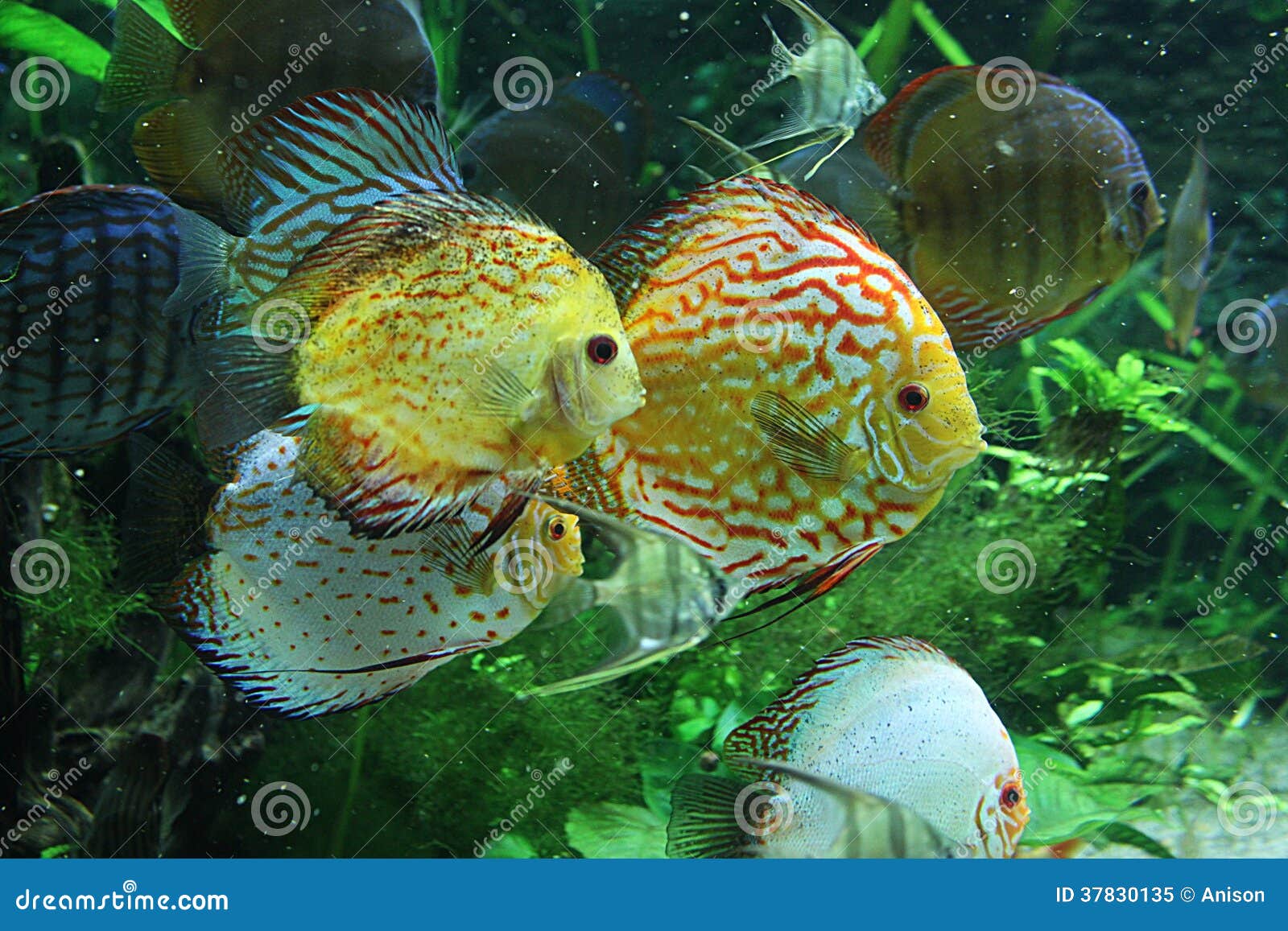Discus in aquarium stock image. Image of fish, exotic 37830135