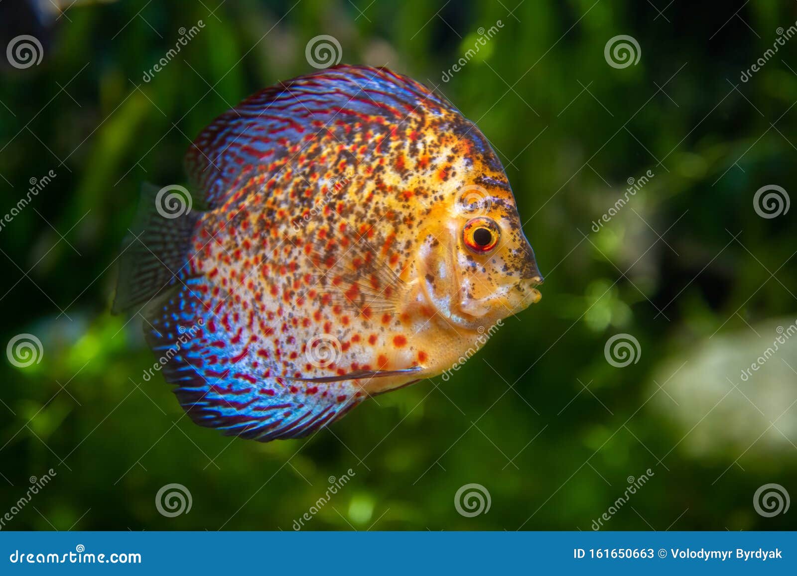 Discus in an Aquarium on a Green Background Stock Image Image of
