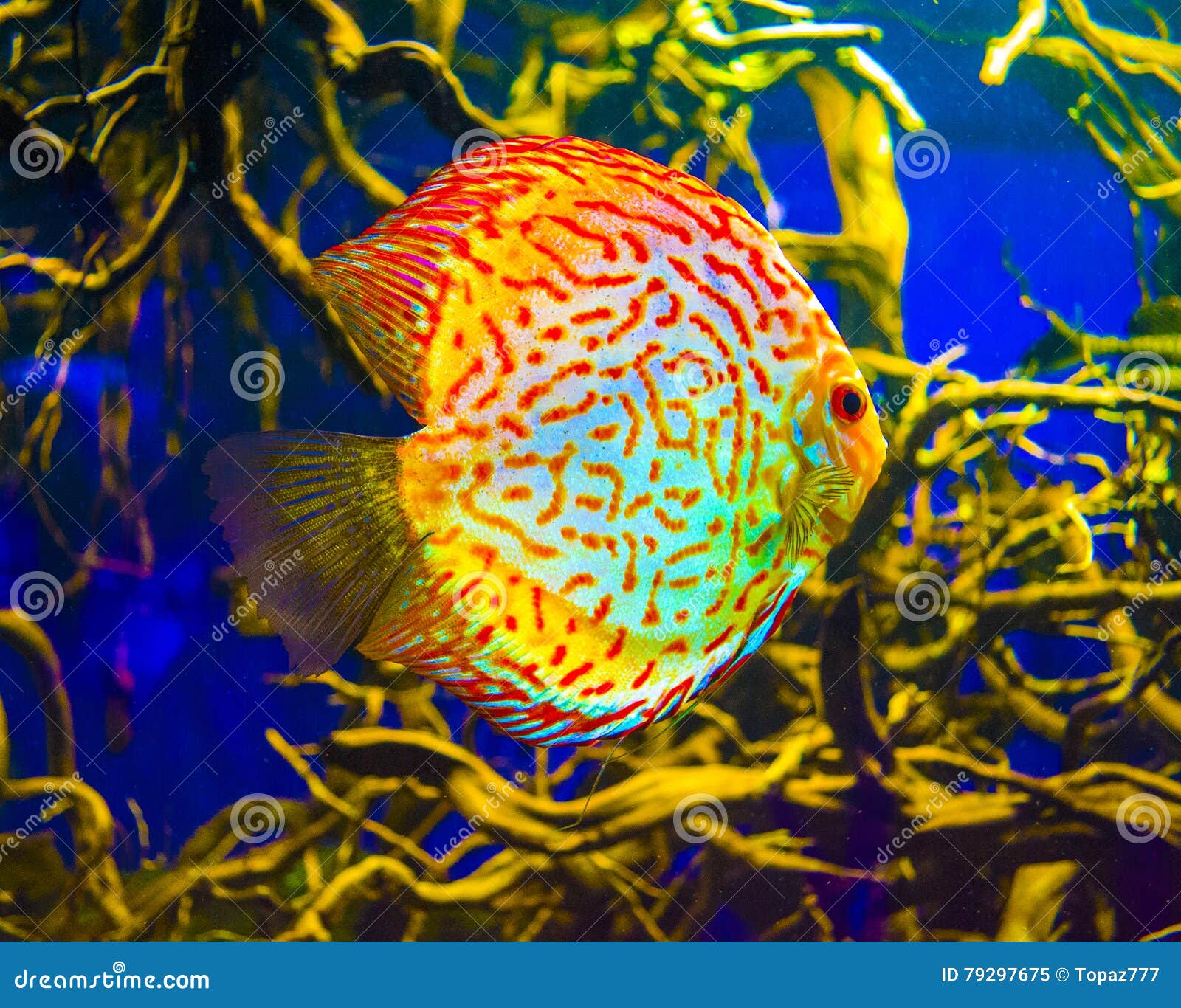 Discus for Aquarium Saltwater Fish Stock Image Image of blue, river