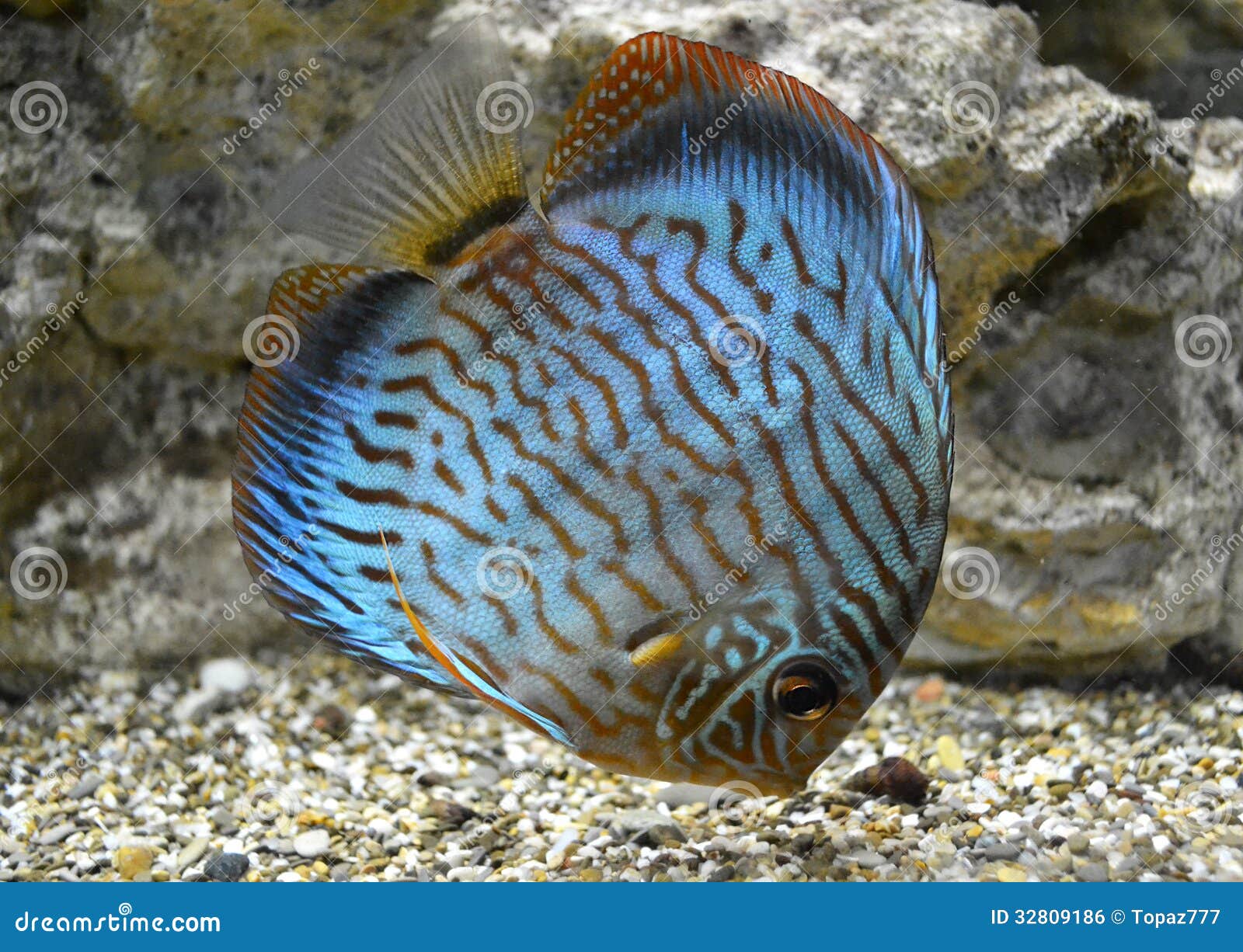 Discus For Aquarium Saltwater Fish Stock Photo Image Of Marine Plant 32809186