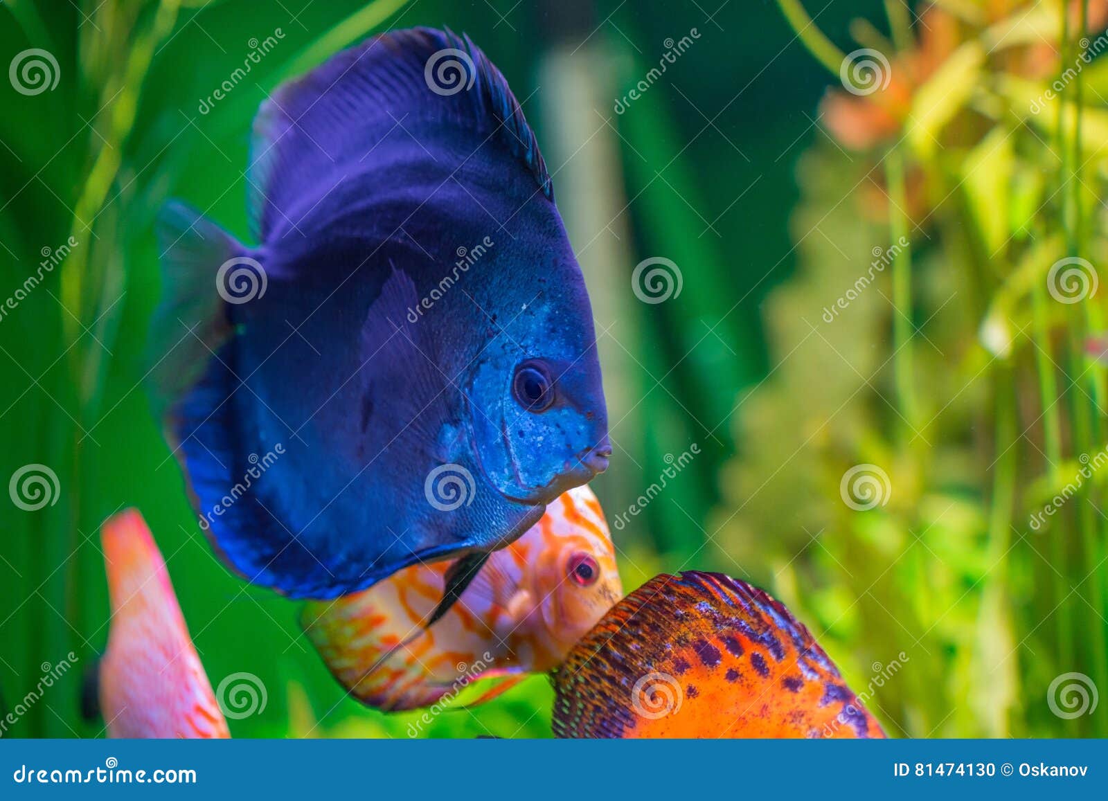 Discus in aquarium stock photo. Image of orange, deep 81474130
