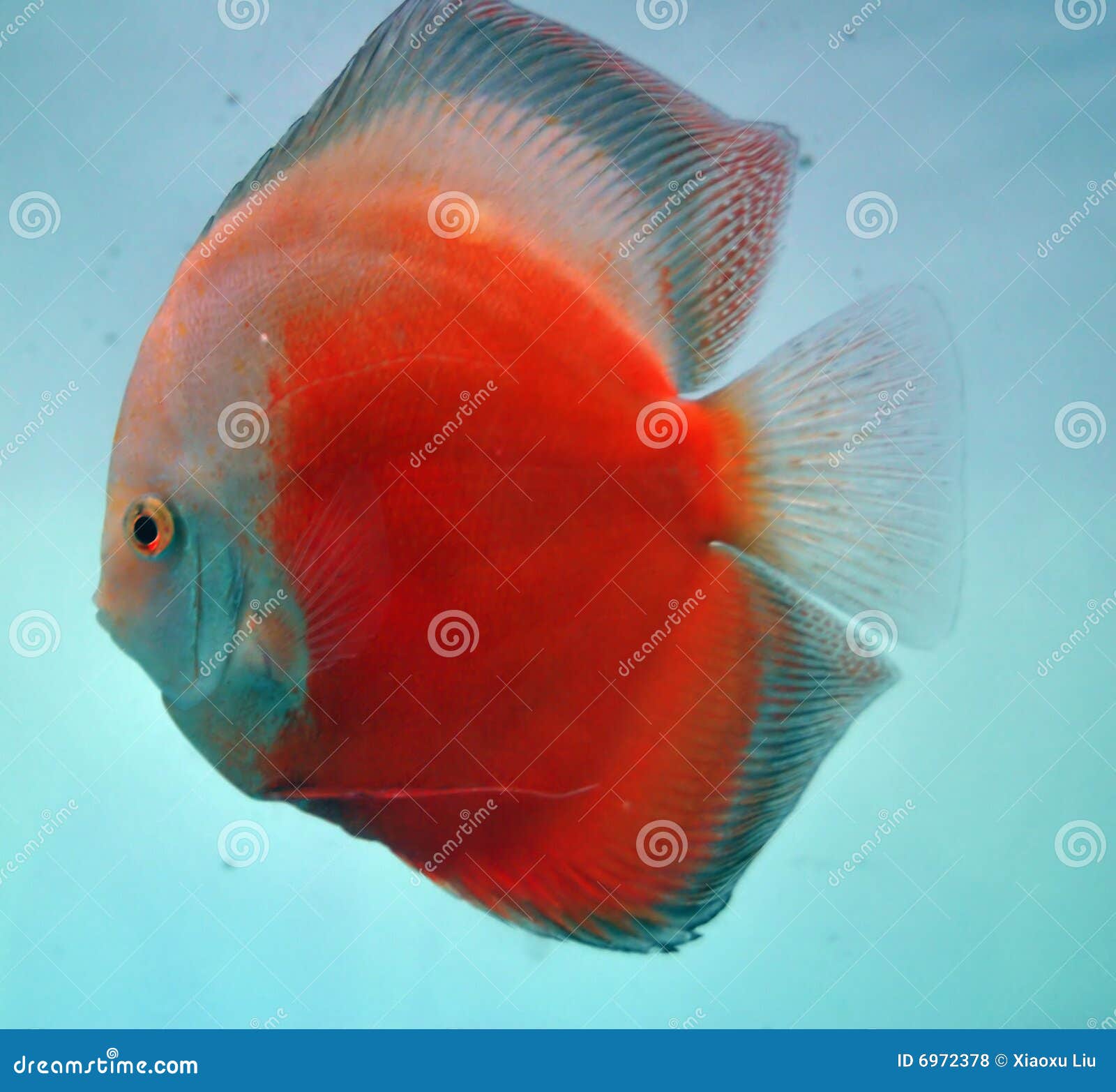 Discus fish stock photo. Image of nature, tropical, isolated 6972378