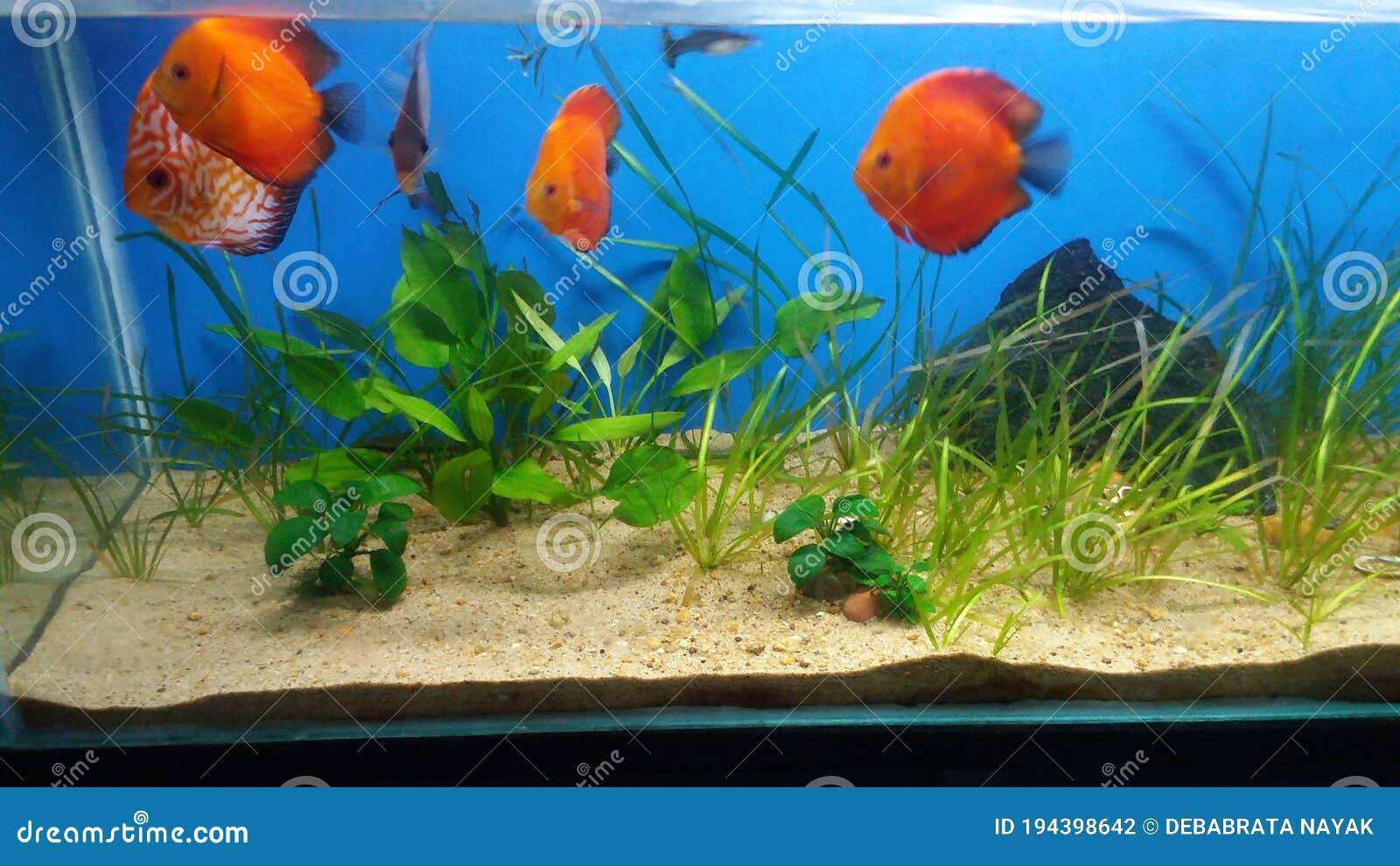 Discus Fish in Aquarium with Hardy Plants Stock Photo Image of animal